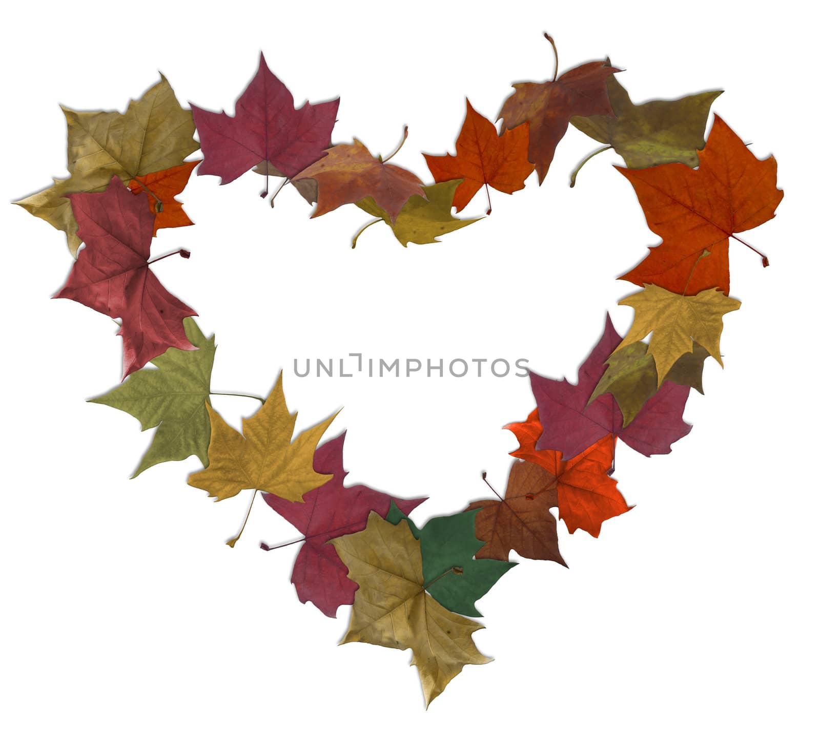 Autumn leaves isolated empty heart  by cienpies