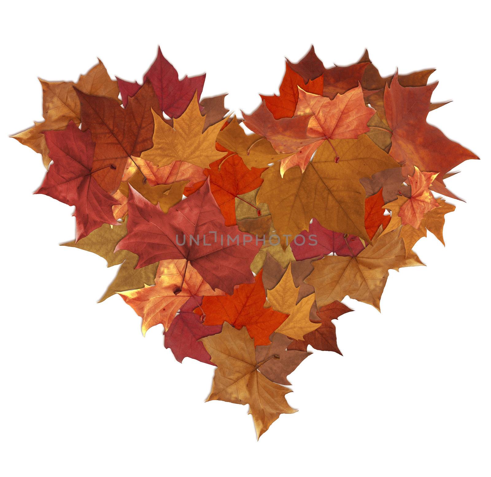 Fall leaf lot in heart shape over white