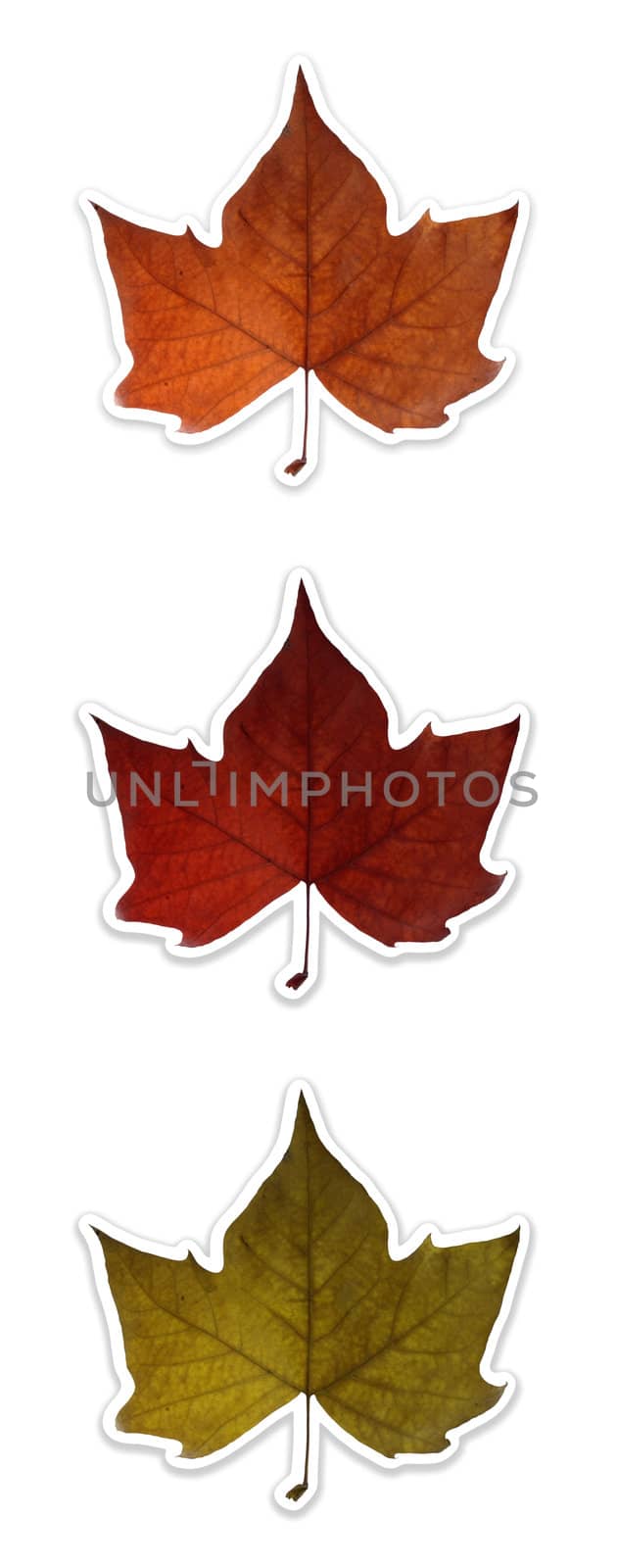 Fall leaf in 3 colors isolated over white. Each colored flower has it's own named clipping path, so you can easily cut them out and place over the top of a design.