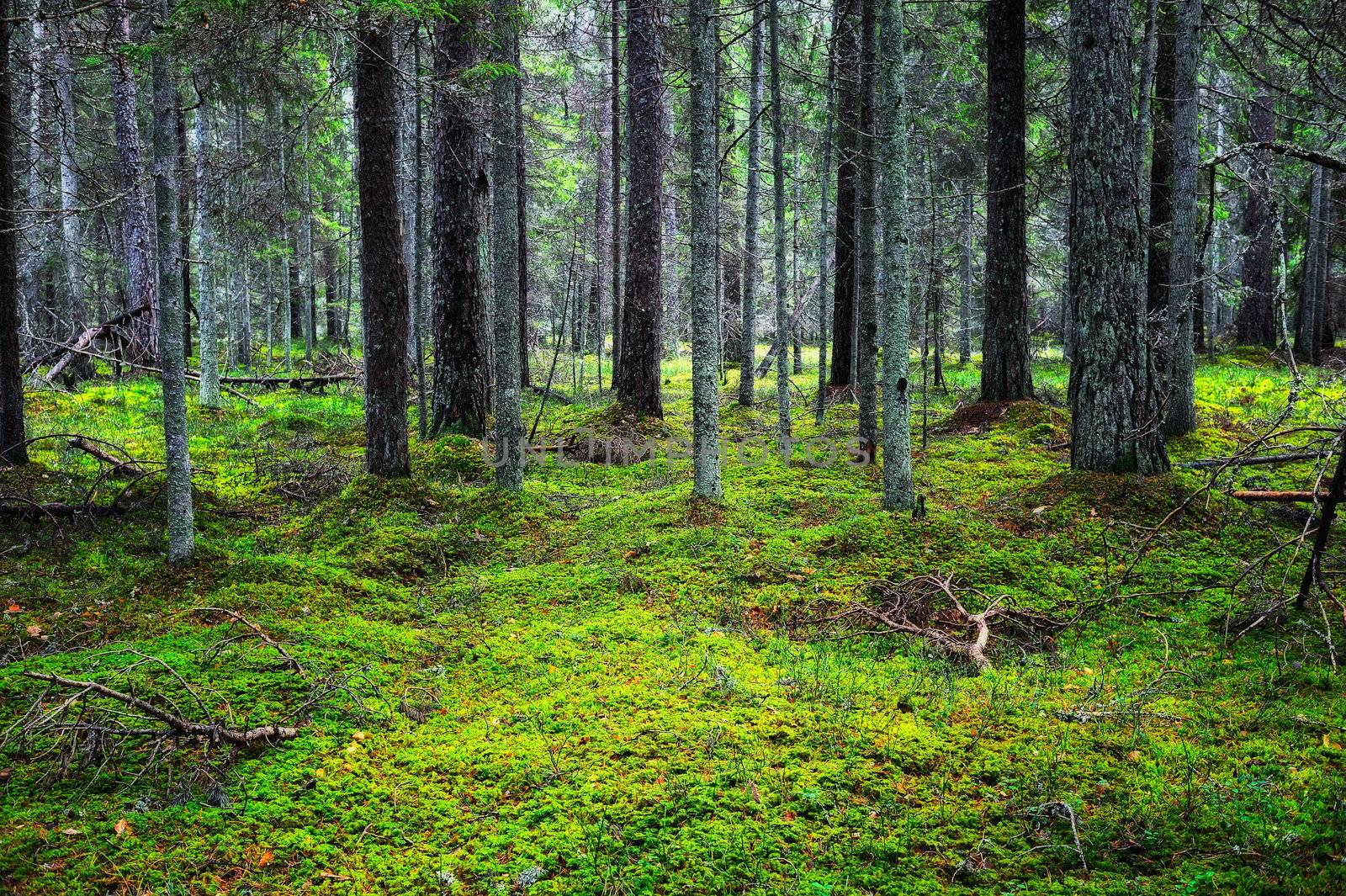 The lush majestic coniferous forest, overgrown moss