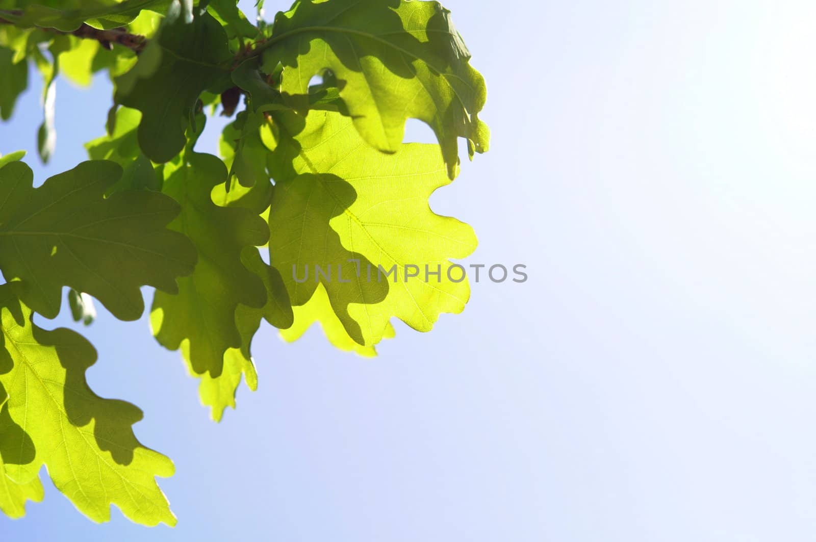 green spring or summer leaves with copyspace