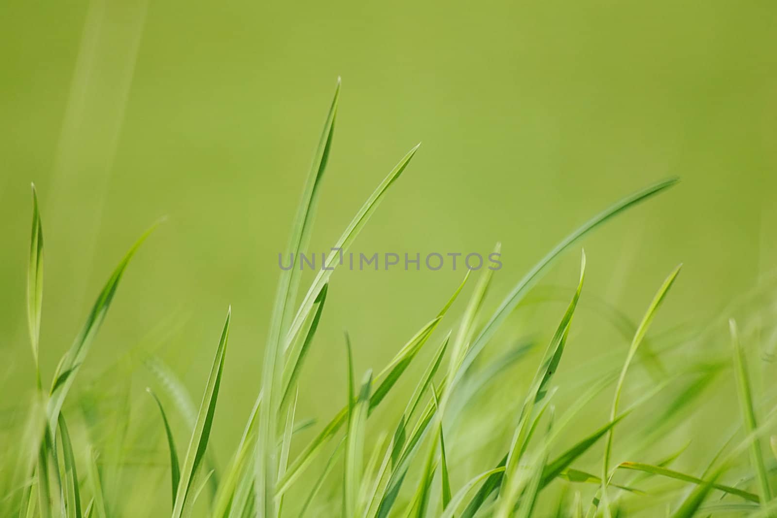 closeup of grass outdoors  very shallow DOF