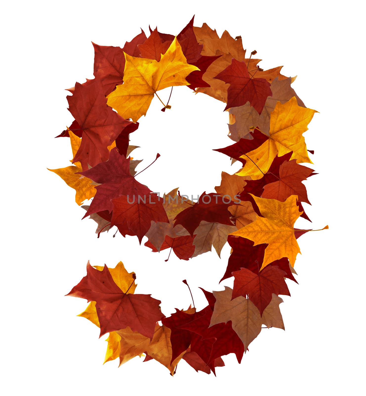 Number 9 made with autumn leaves. Isolated on white with clipping paths. Find others characters in our portfolio to compose your own words.