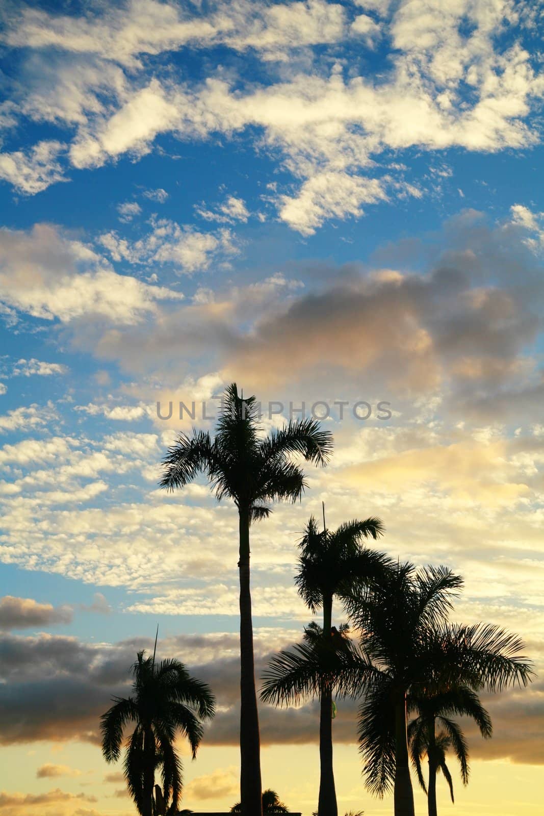 Palmtree against blue sky at sunset