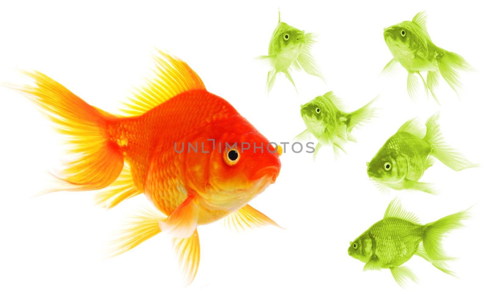 goldfish showing discrimination success individuality leadership or motivation concept
