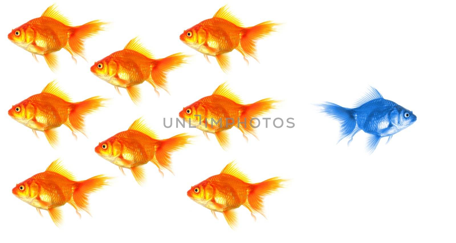goldfish showing leader individuality success or motivation concept