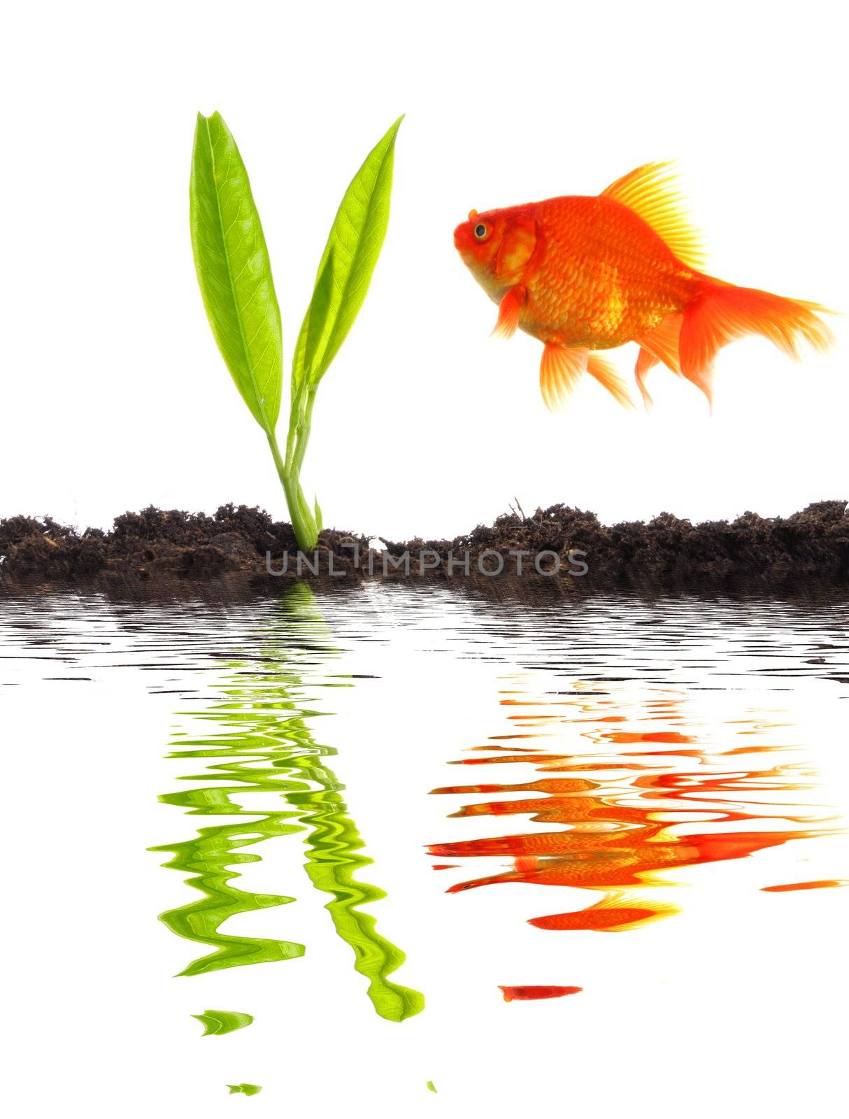 young plant goldfish and soil with water reflection showing growth and success