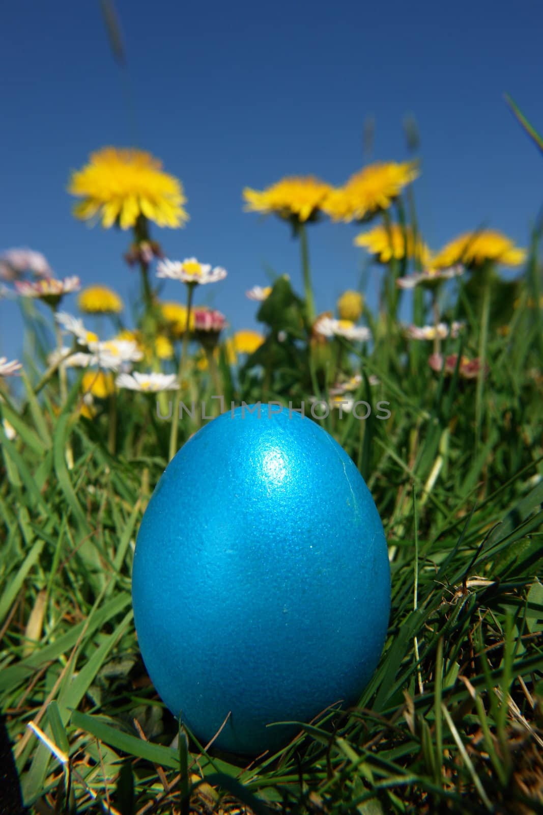 colorful Easter egg in the fresh  spring meadow
