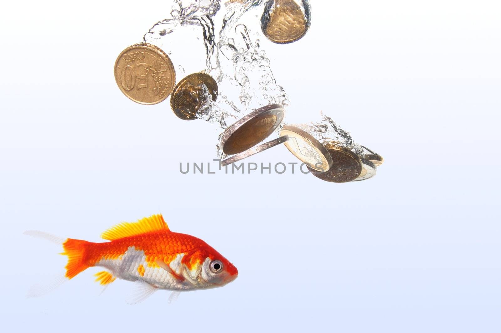goldfish and euro money showing finance or investment concept