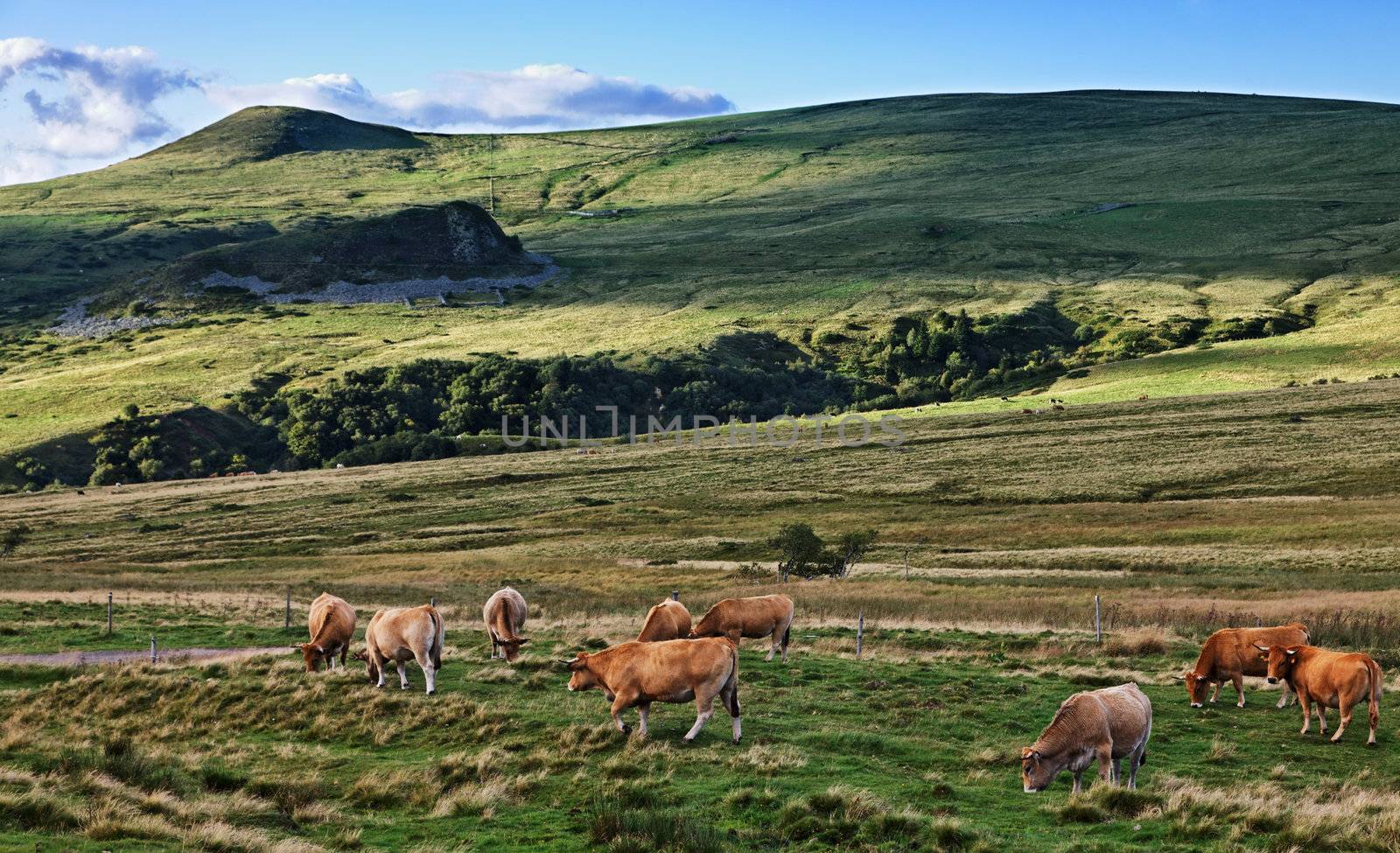 Herd of cattle grazing on the high altitude pasture in The Central Massif in Auvergne region of France.
