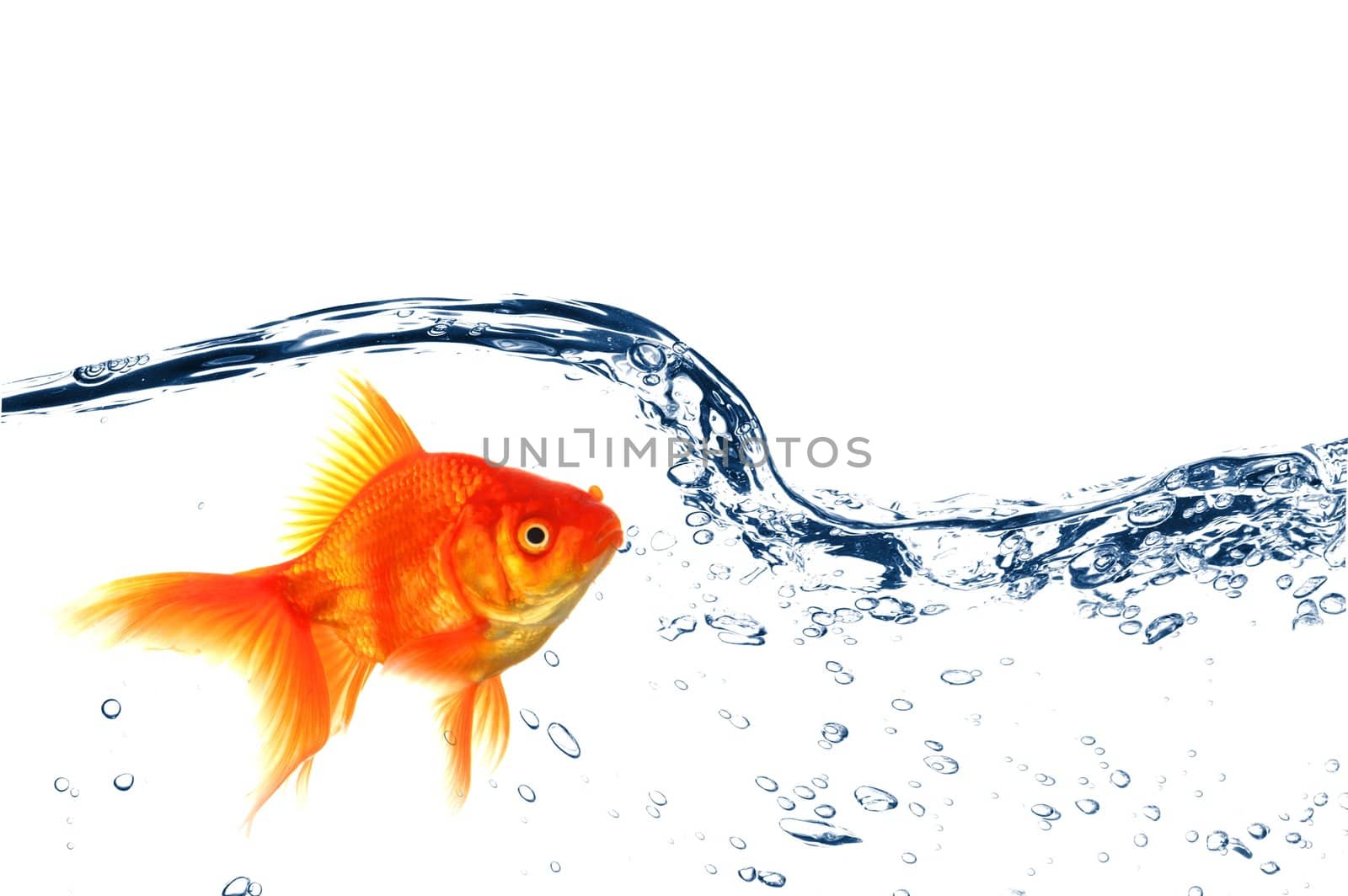 swimming goldfish in fishtank with water or air bubbles
