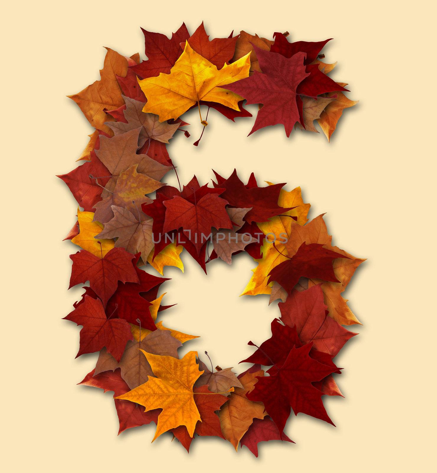 Number six multicolored fall leaf composition isolated by cienpies