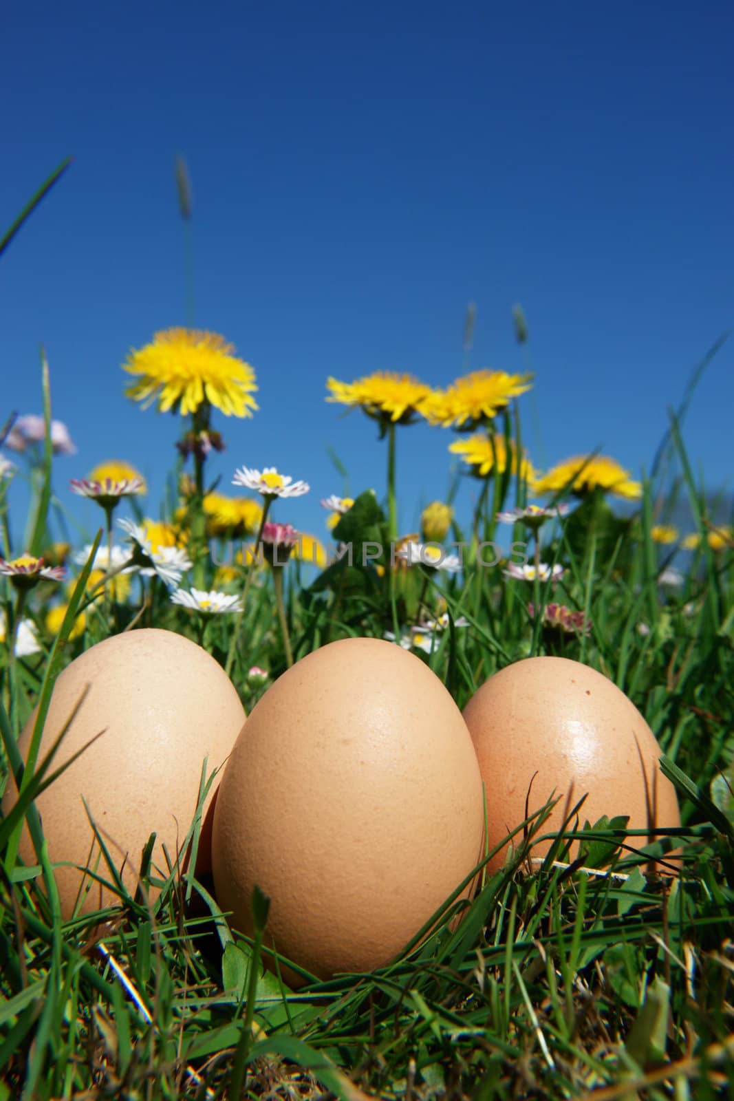 organic eggs in the meadow against blue sky