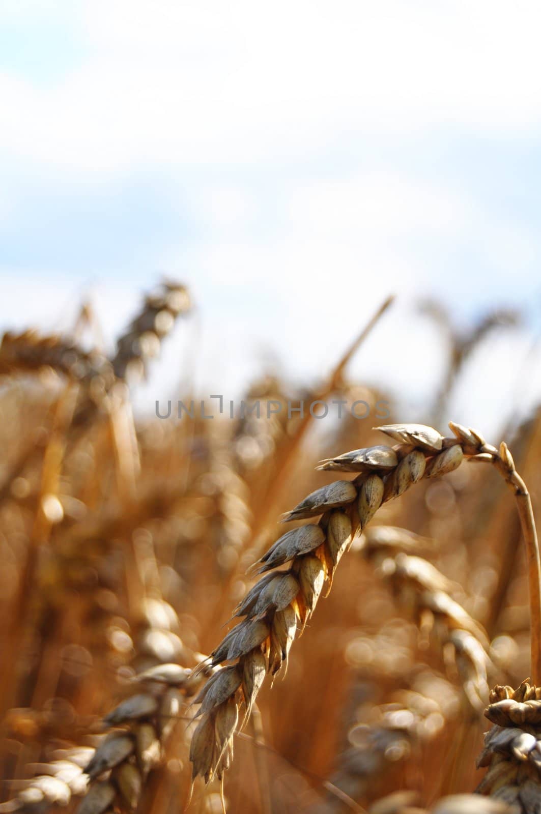 wheet grain on a summer field with sky showing food concept
