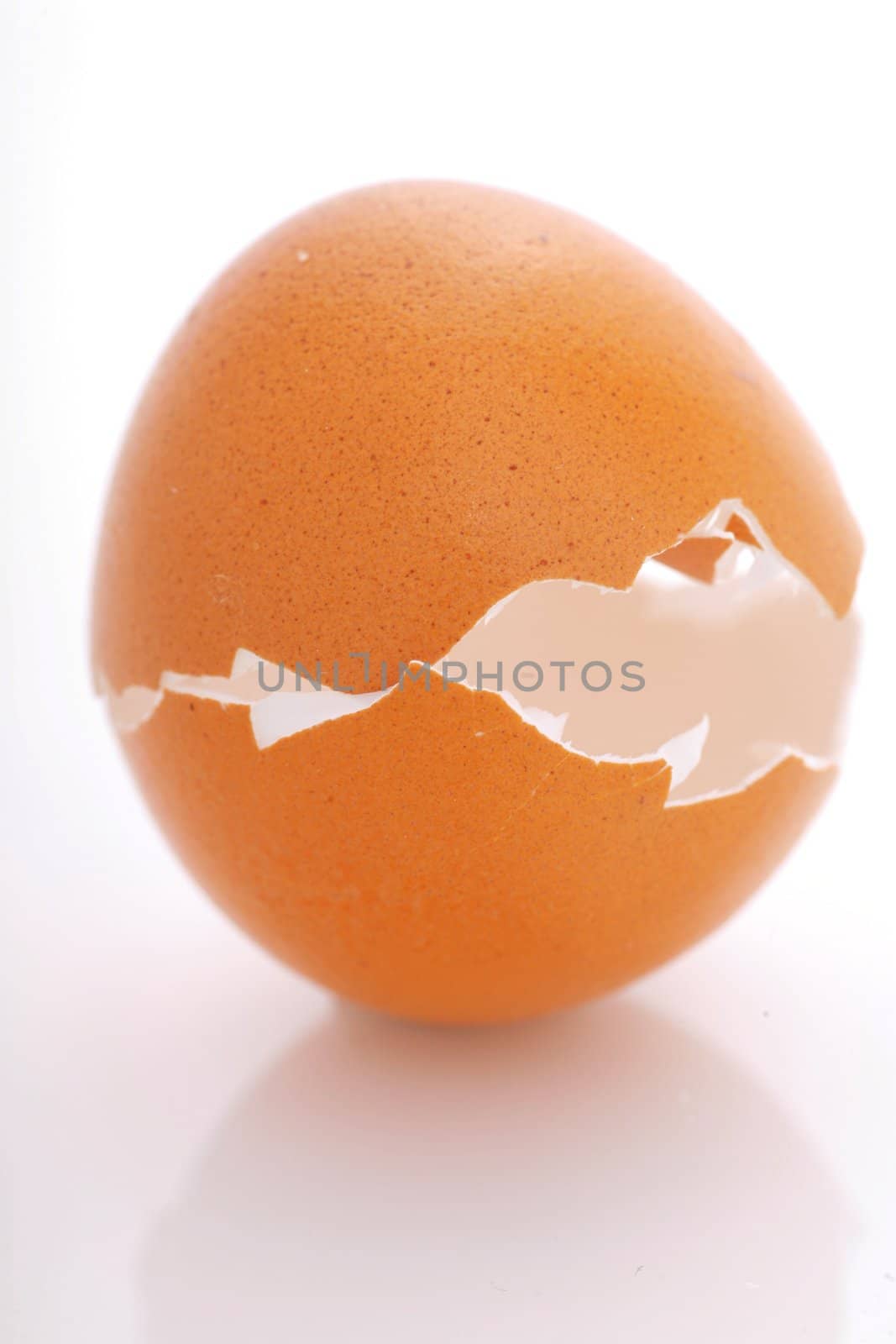 Eggshell by yucas