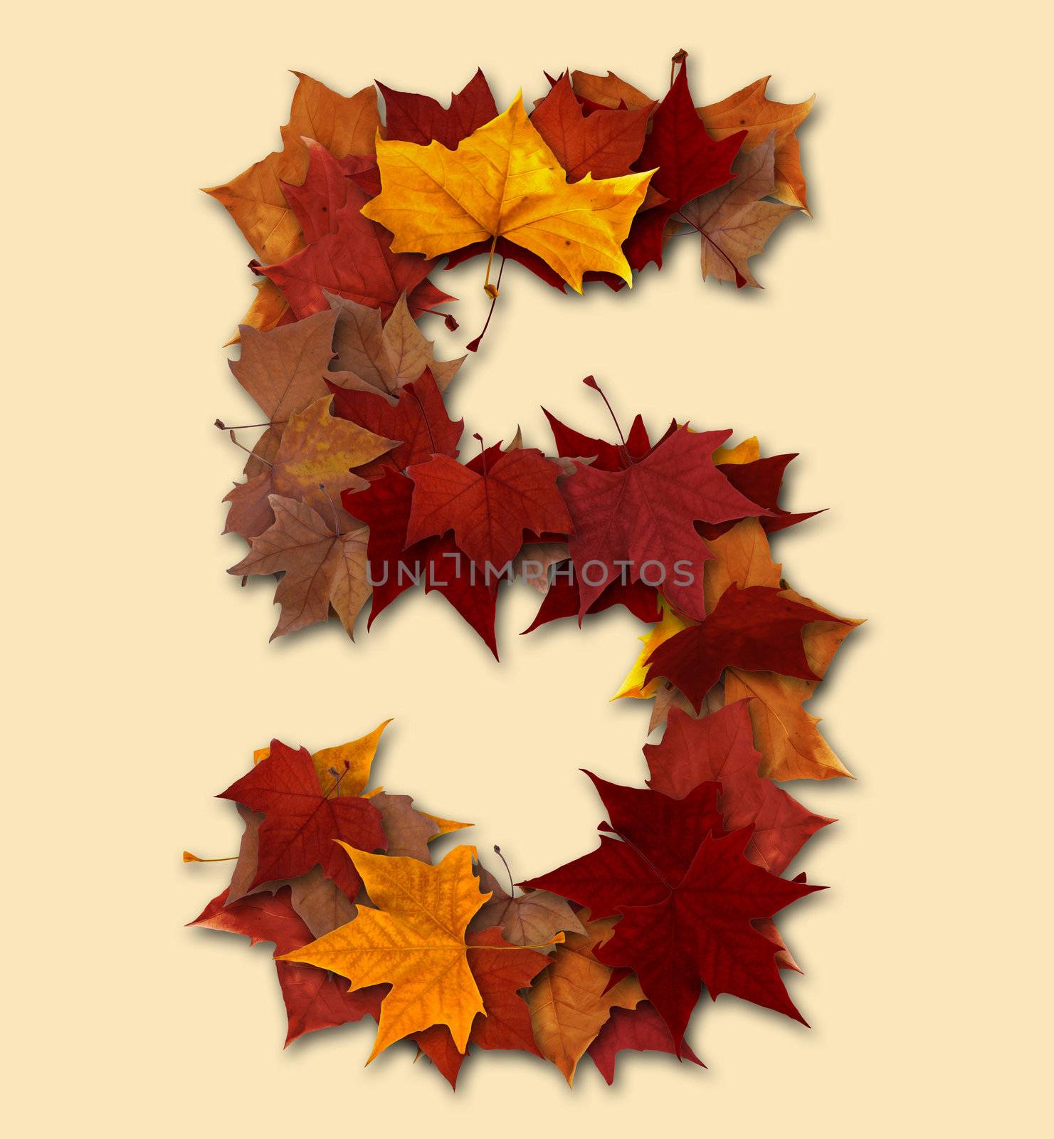 Number five multicolored fall leaf composition isolated by cienpies