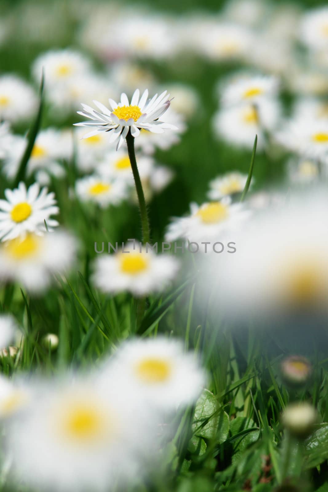 daisies by yucas