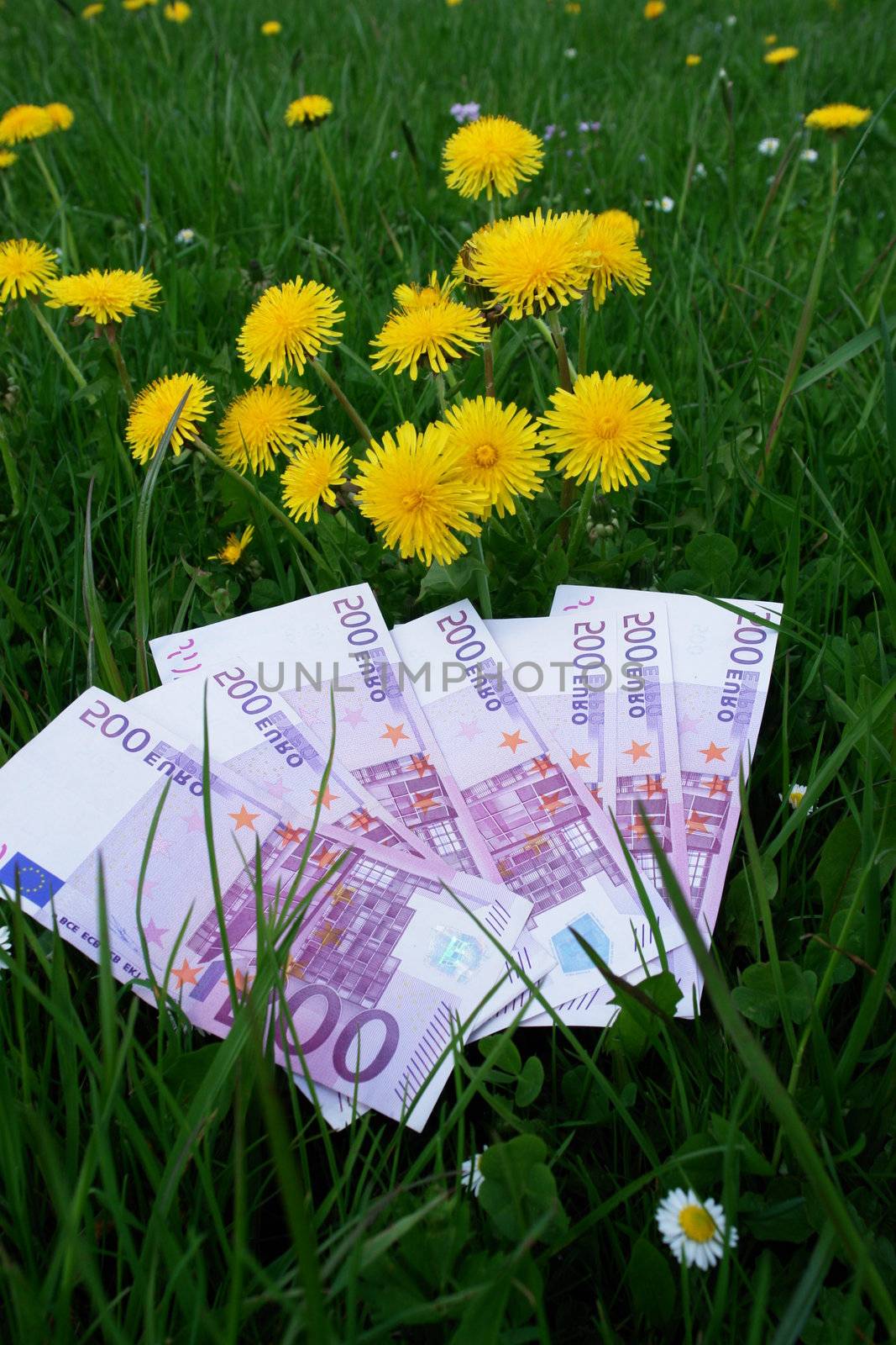 big bank notes euros in the meadow