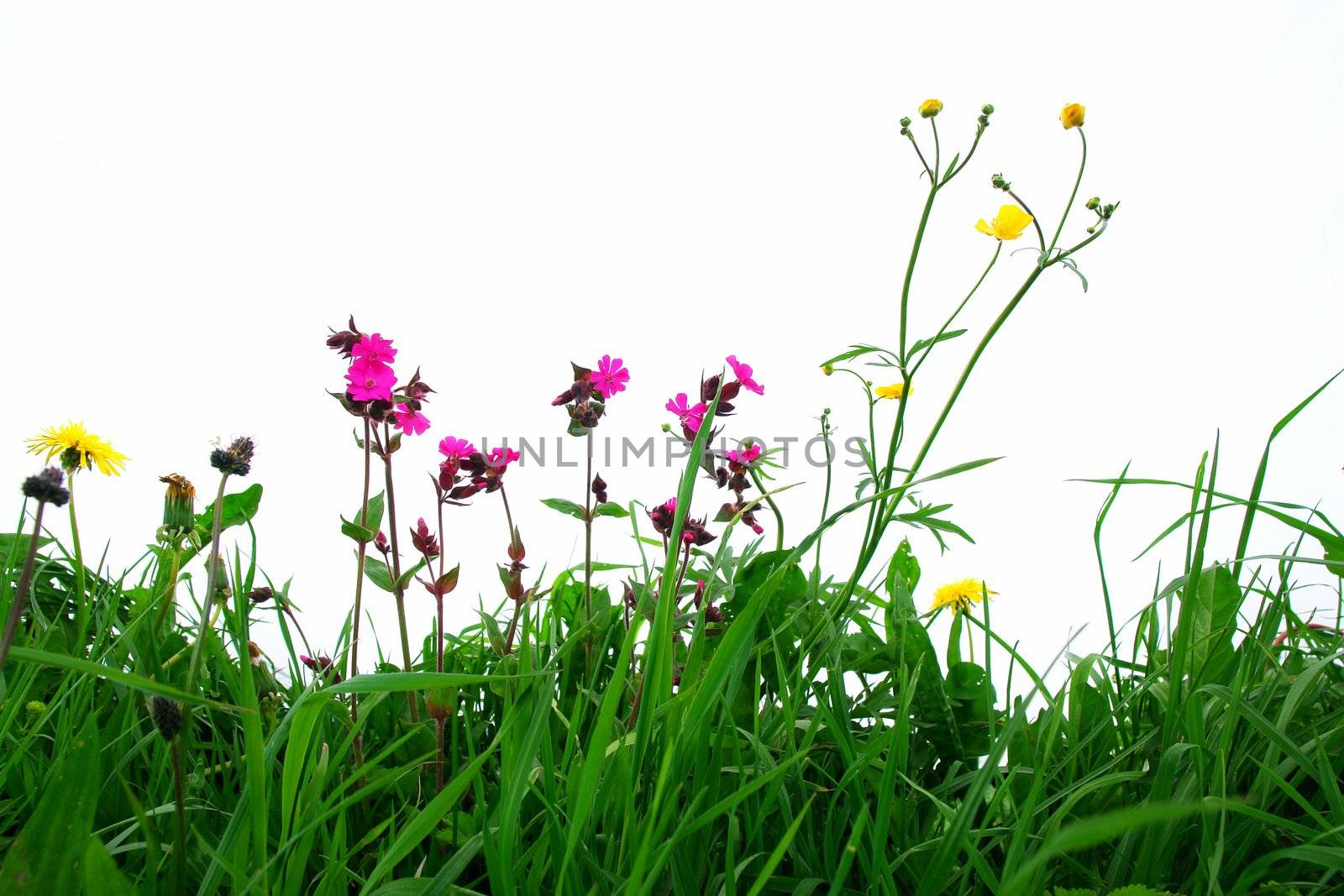 Flowers on a field against an isolated background