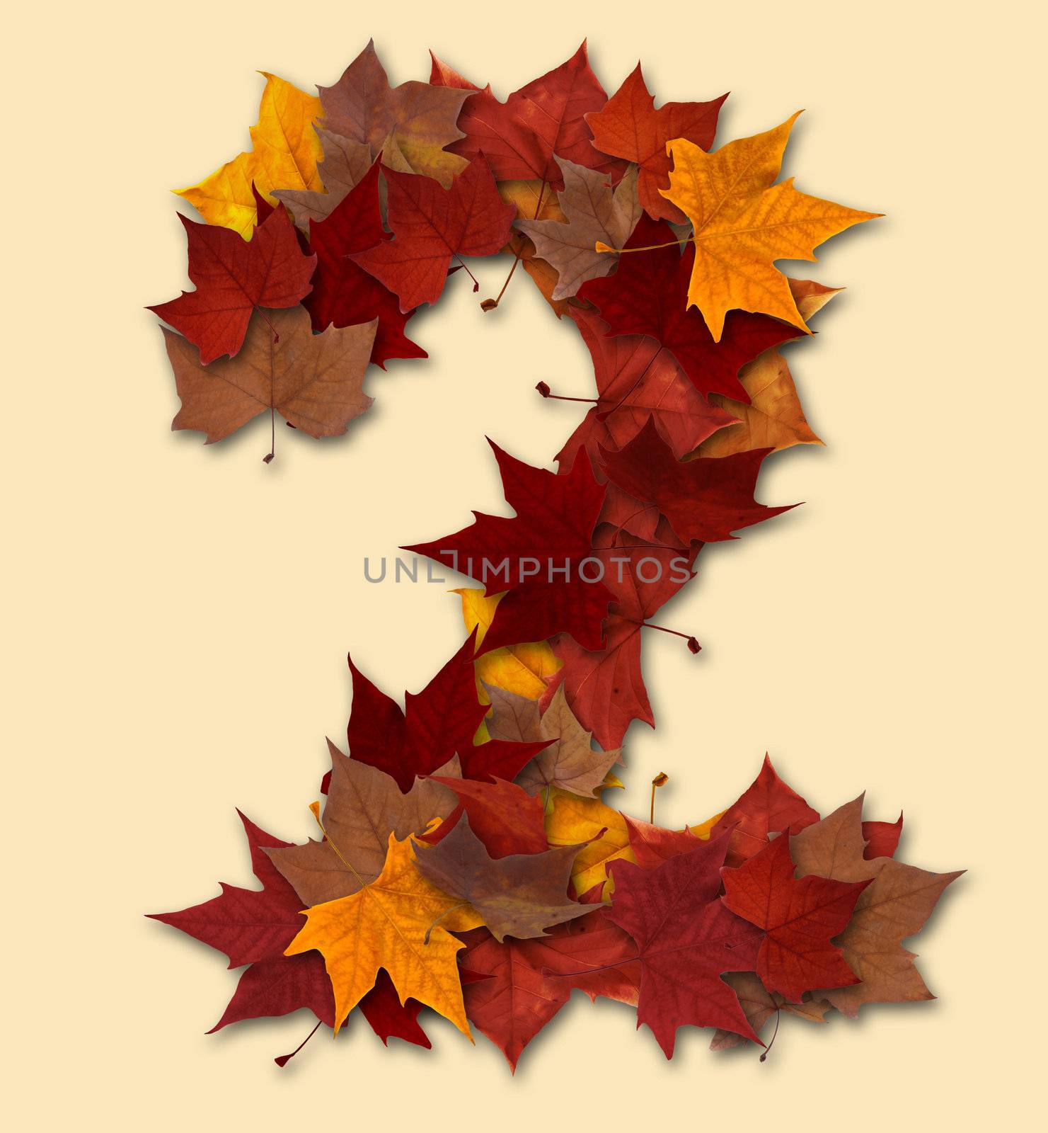Number two multicolored fall leaf composition isolated by cienpies