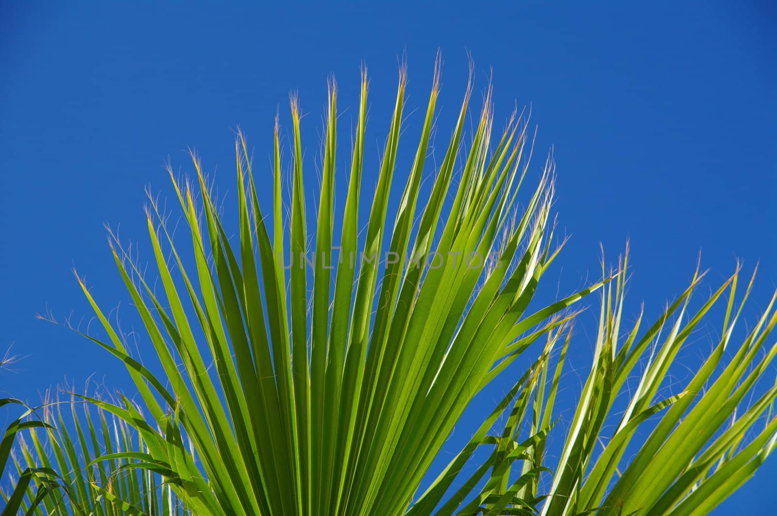 Palmtree by yucas