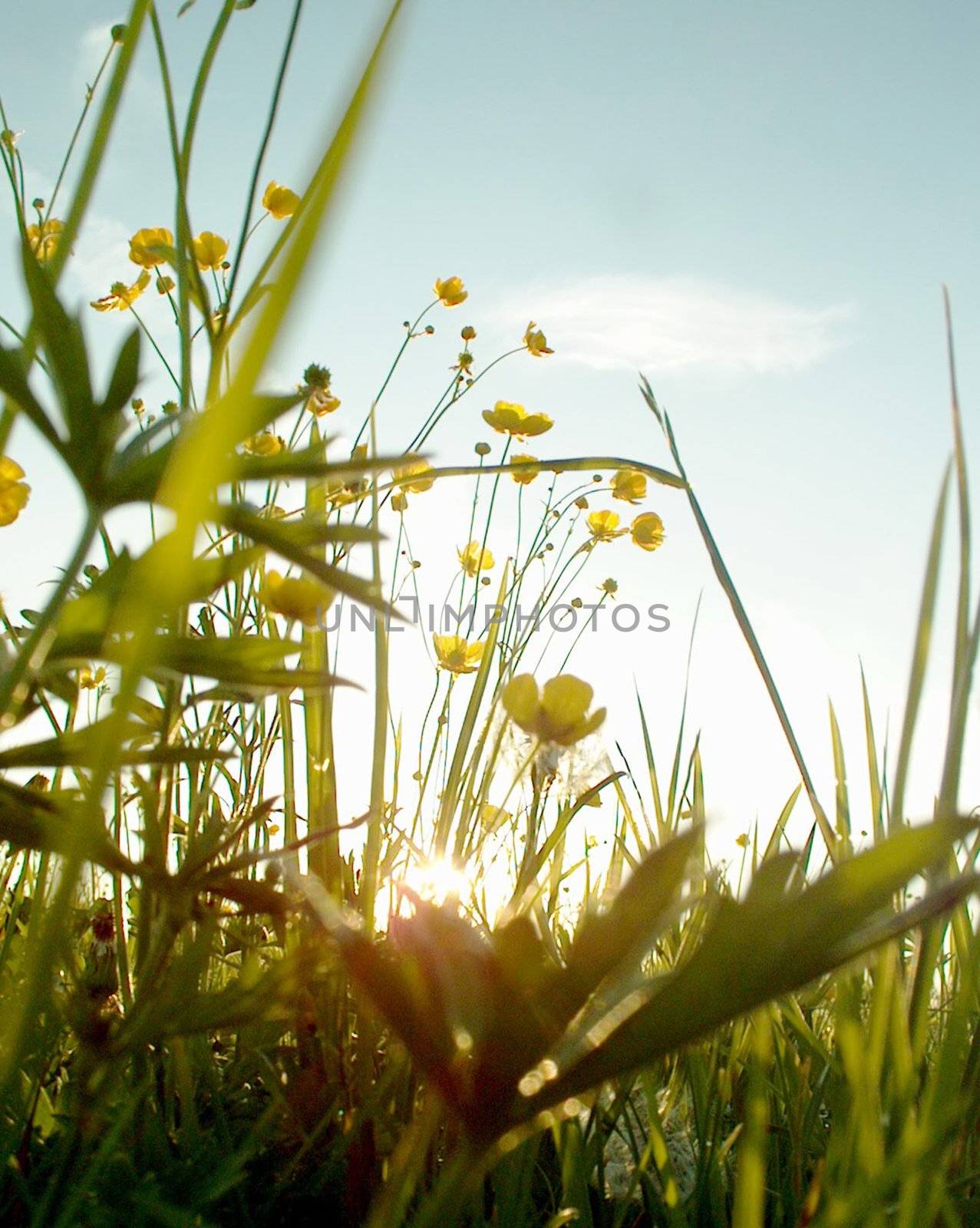 Landscape at springtime Springflowers in a Field