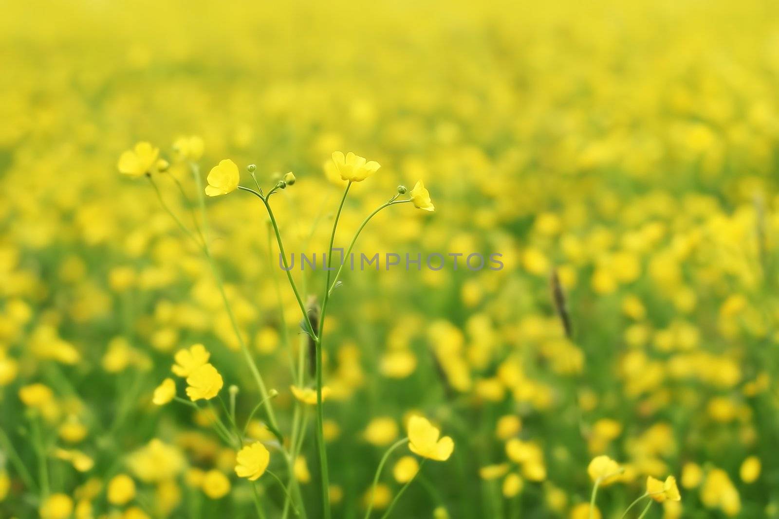 Springflowers in a Field shallow on a sunny day