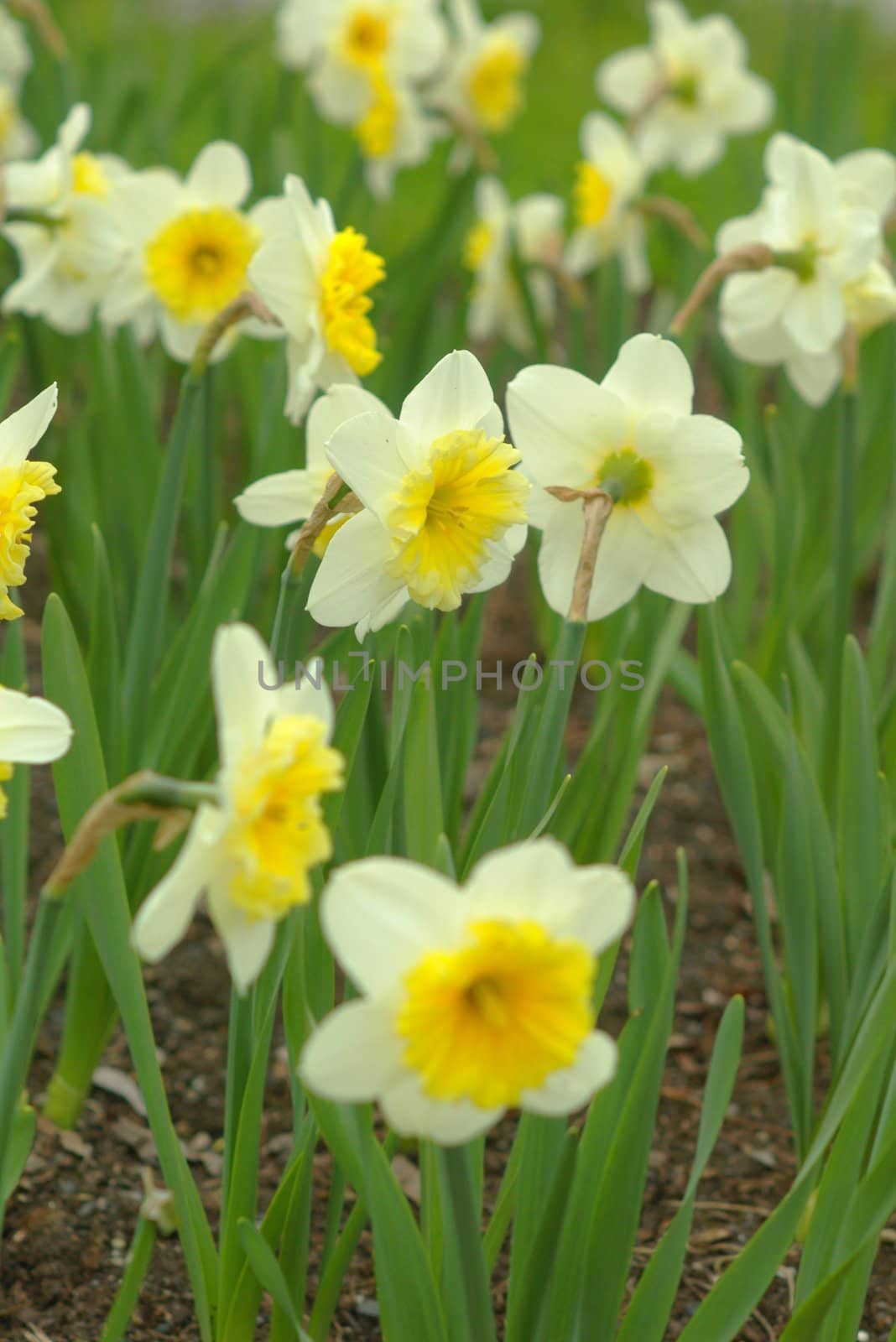 Tulips and daffodils in the meadow at spring