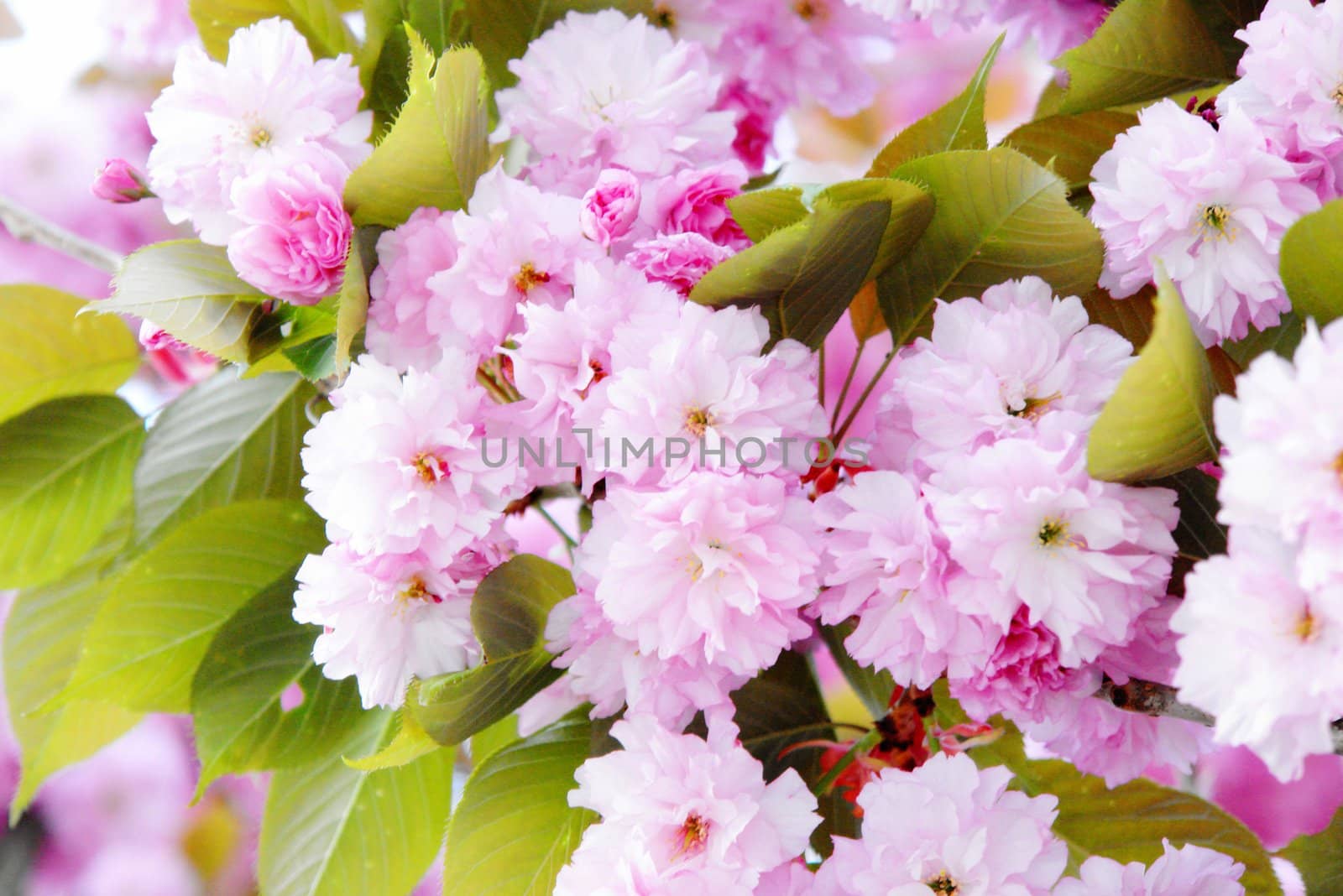 Details of cherry blossom. at spring time