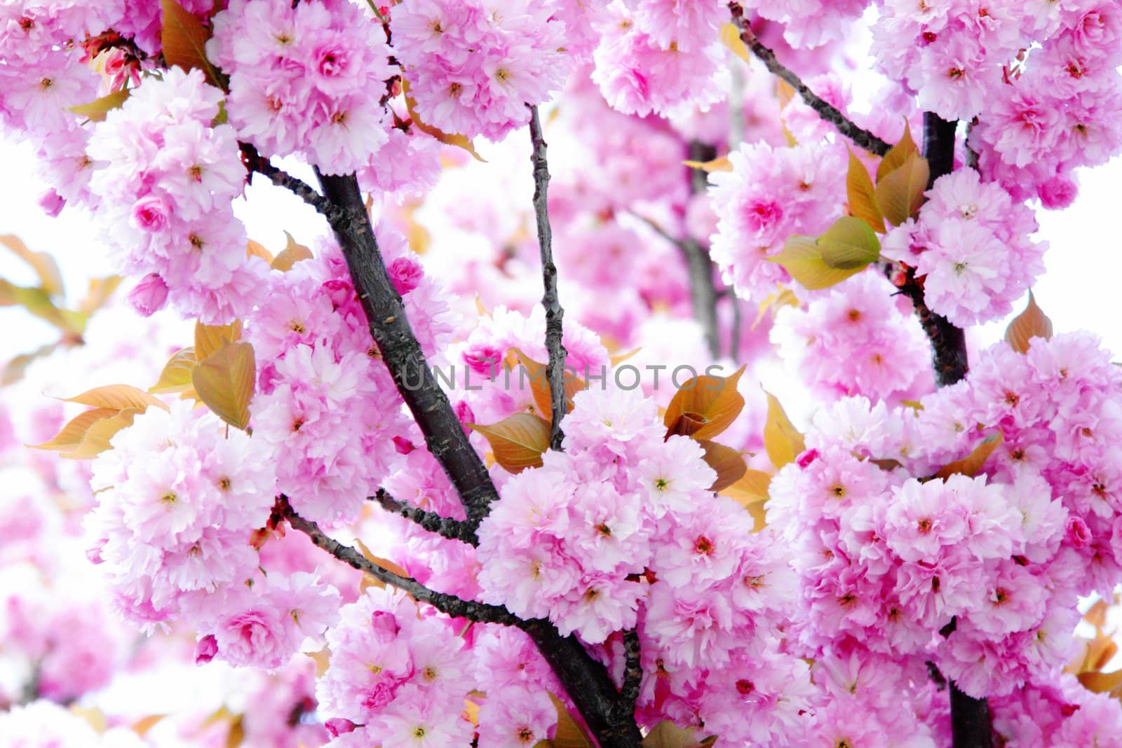 Details of cherry blossom. at spring time