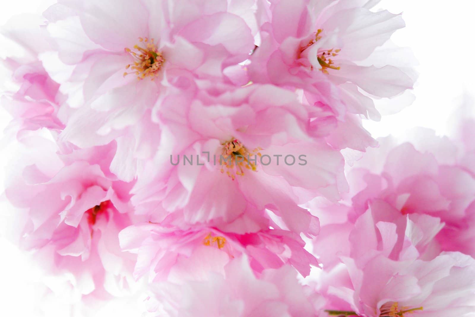 Details of cherry blossom. at spring time