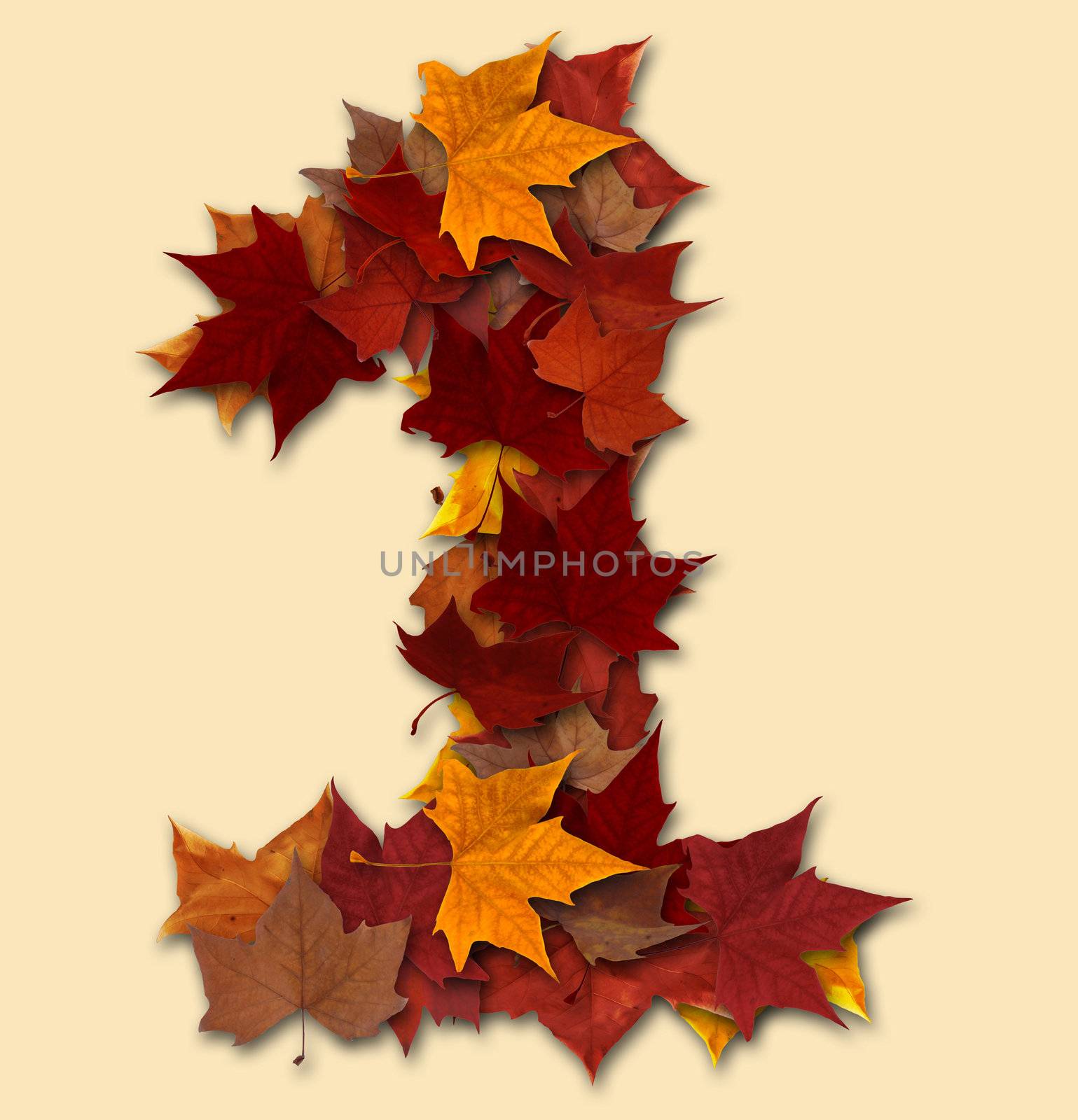 Number one multicolored fall leaf composition isolated by cienpies