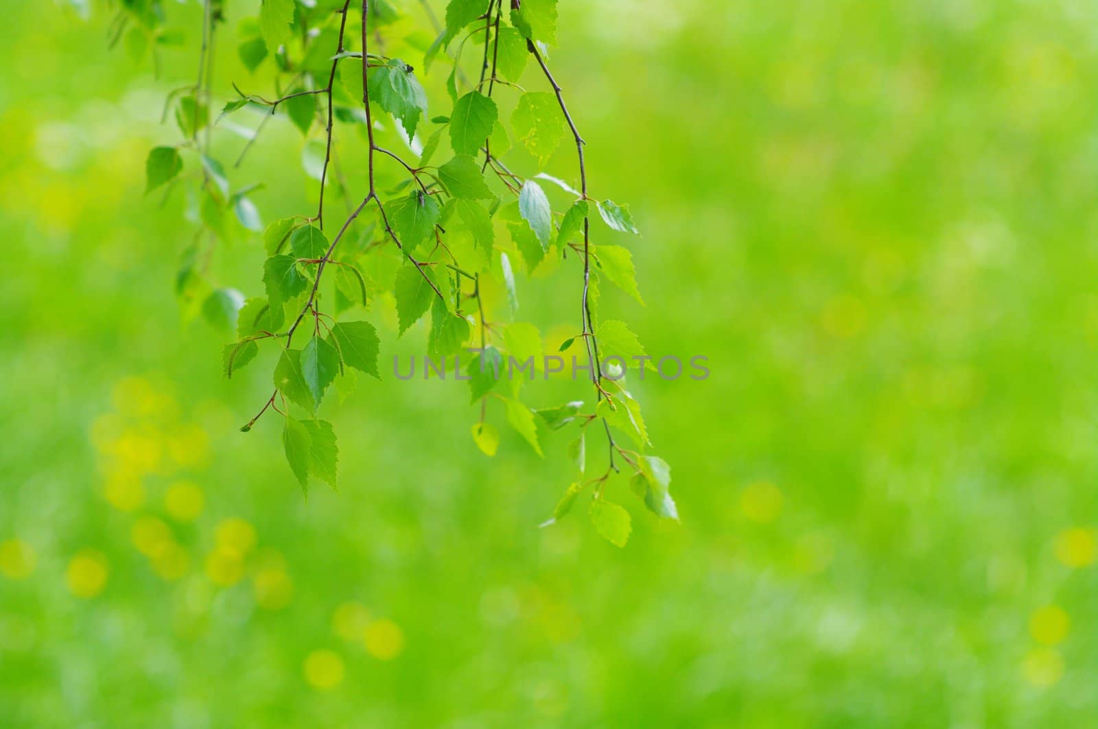 green leaves foliage at springtime outside in the nature