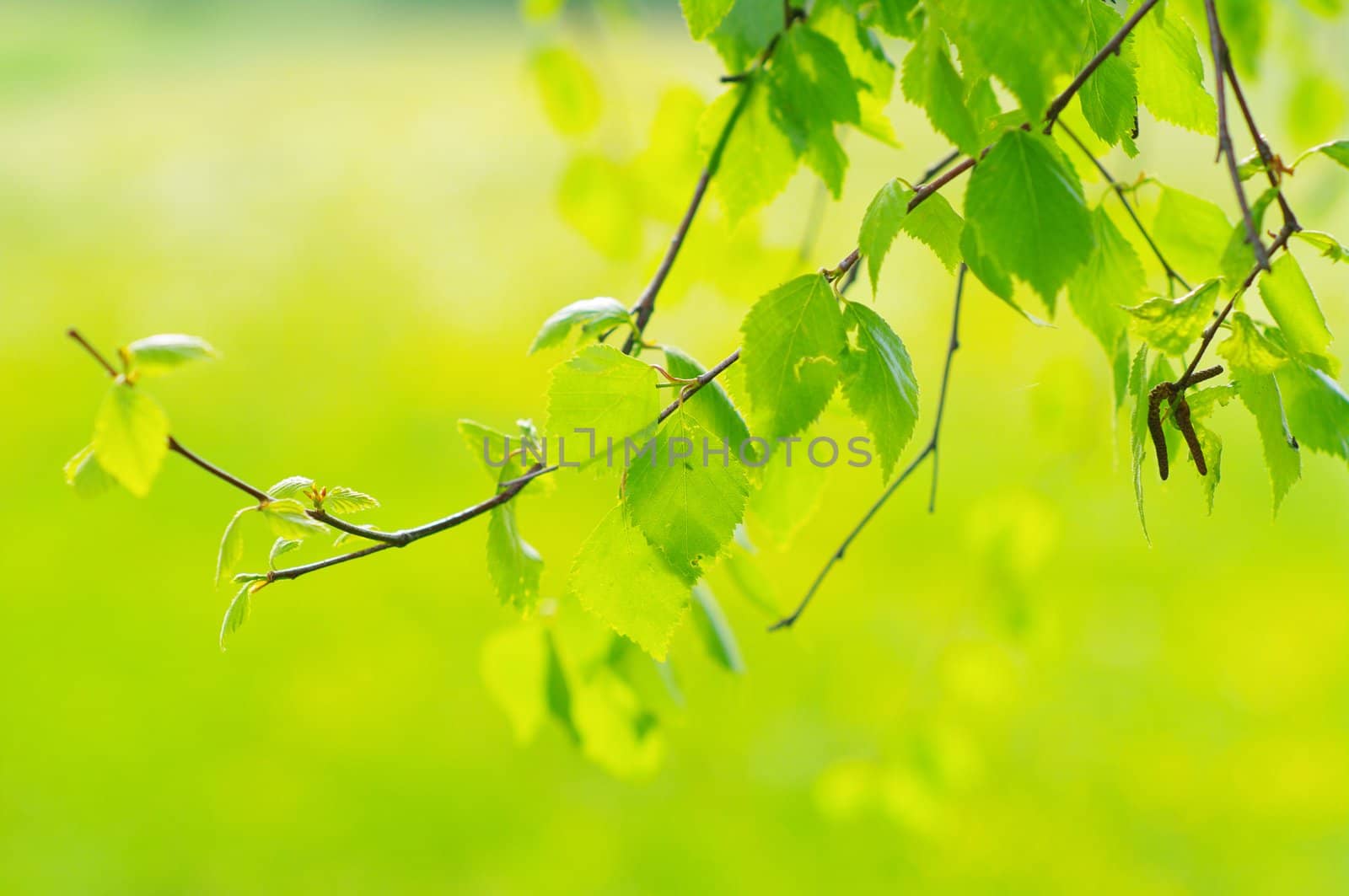 green leaves foliage at springtime outside in the nature