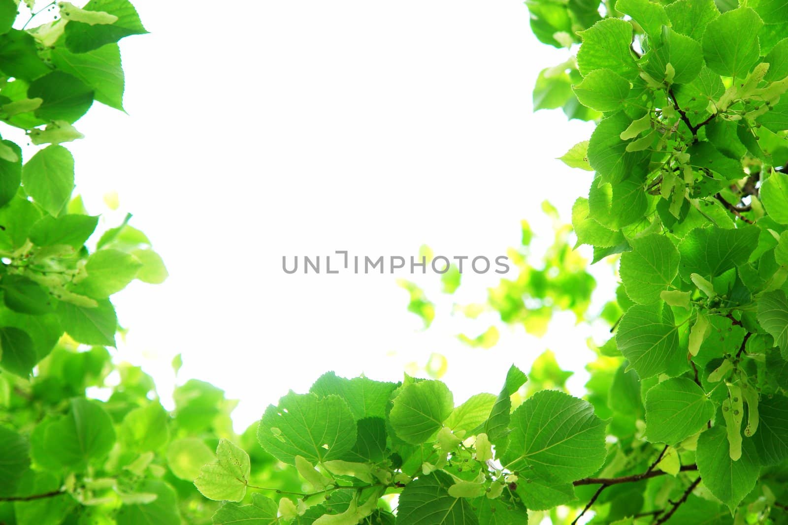 Fresh green leaves close up natural frame by yucas