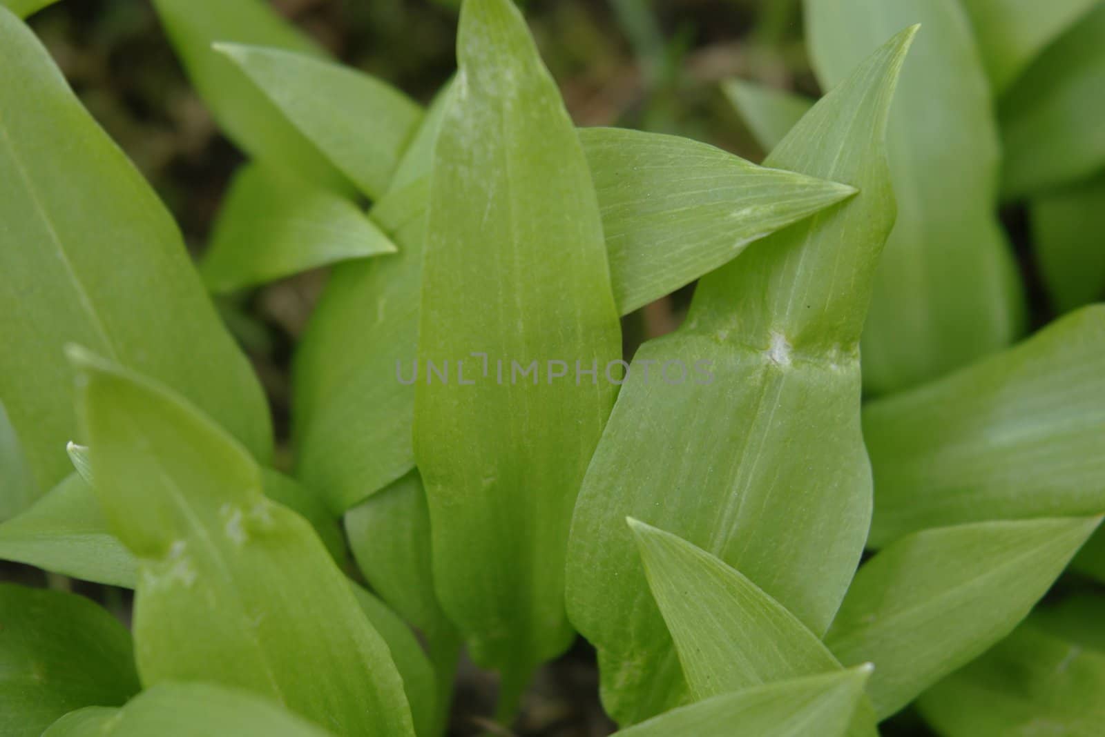 young bear's garlic in spring on a cloudy day