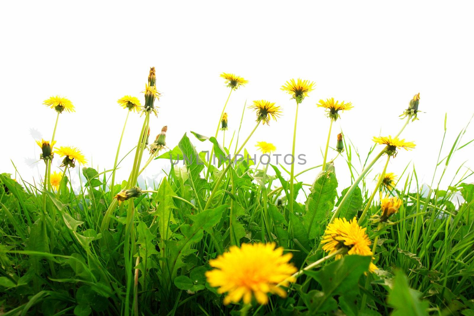 Springflowers isolated on white background with grass and soil...........