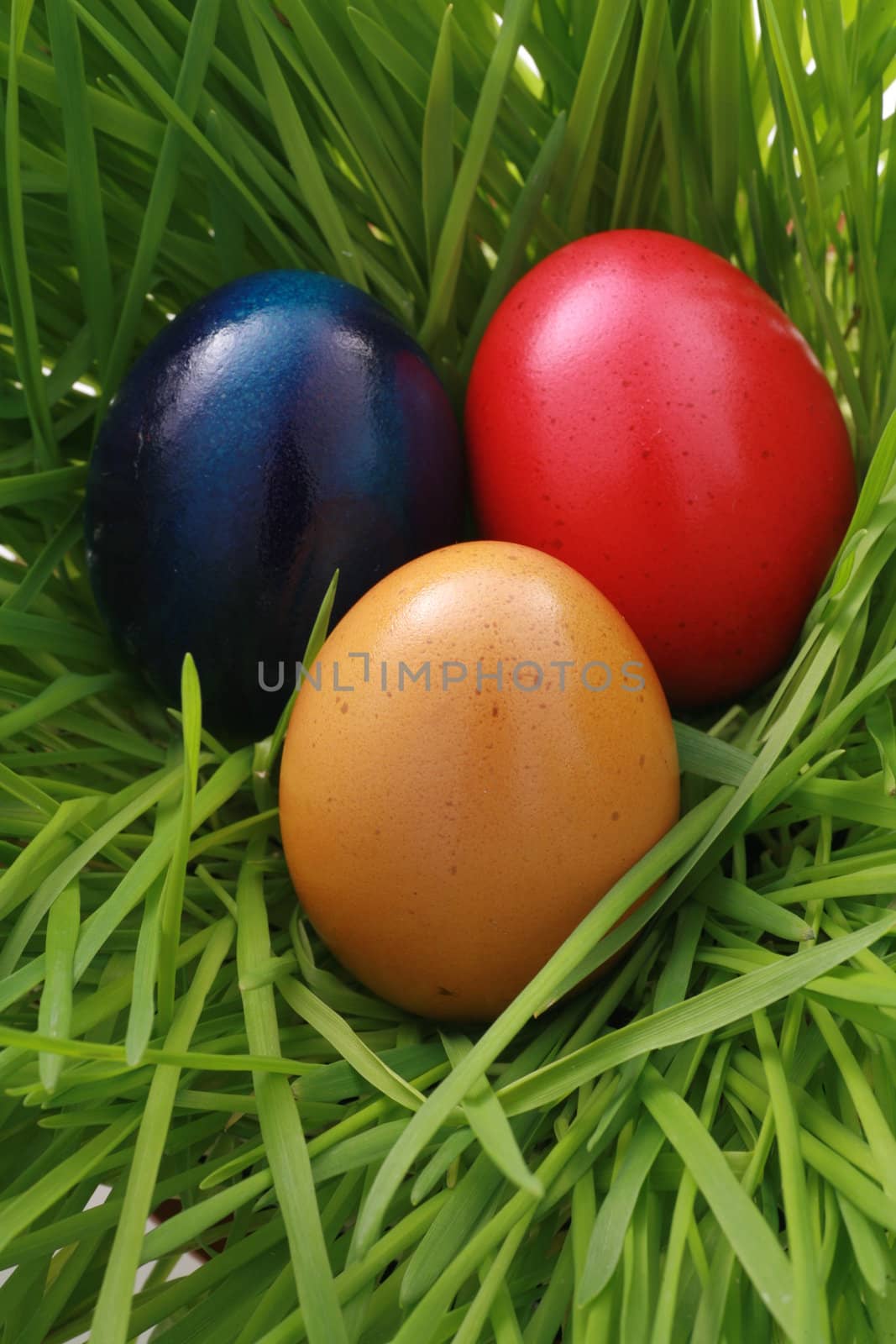 Easter Egg by yucas