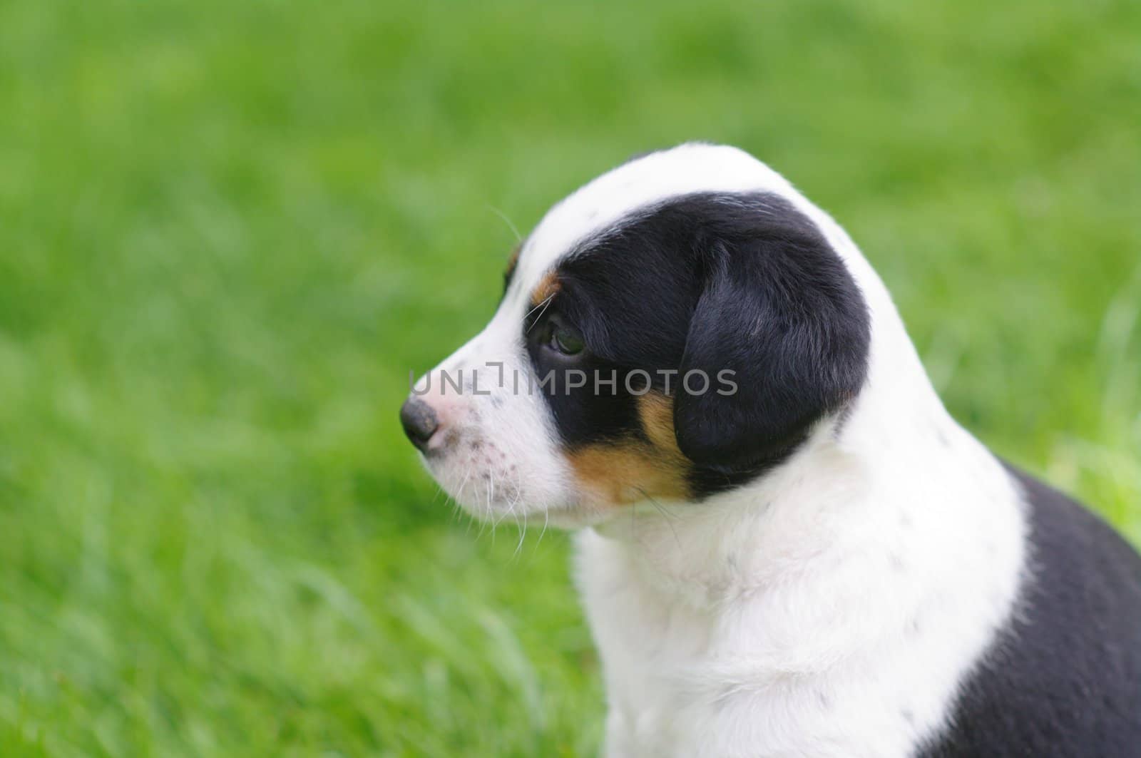 cute puppies in the meadow in spring time