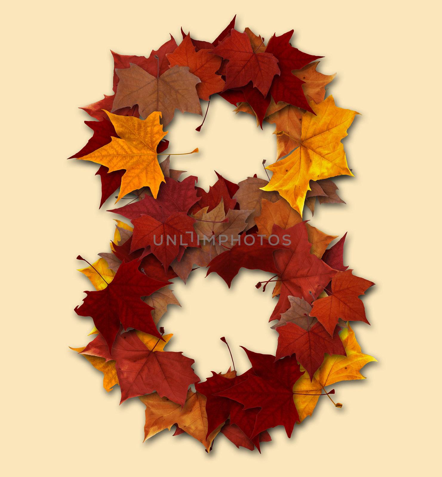 Number 8 drop shadow made with autumn leaves Isolated with clipping path, so you can easily cut it out and place over the top of a design. Find others types in our portfolio to compose your own words.