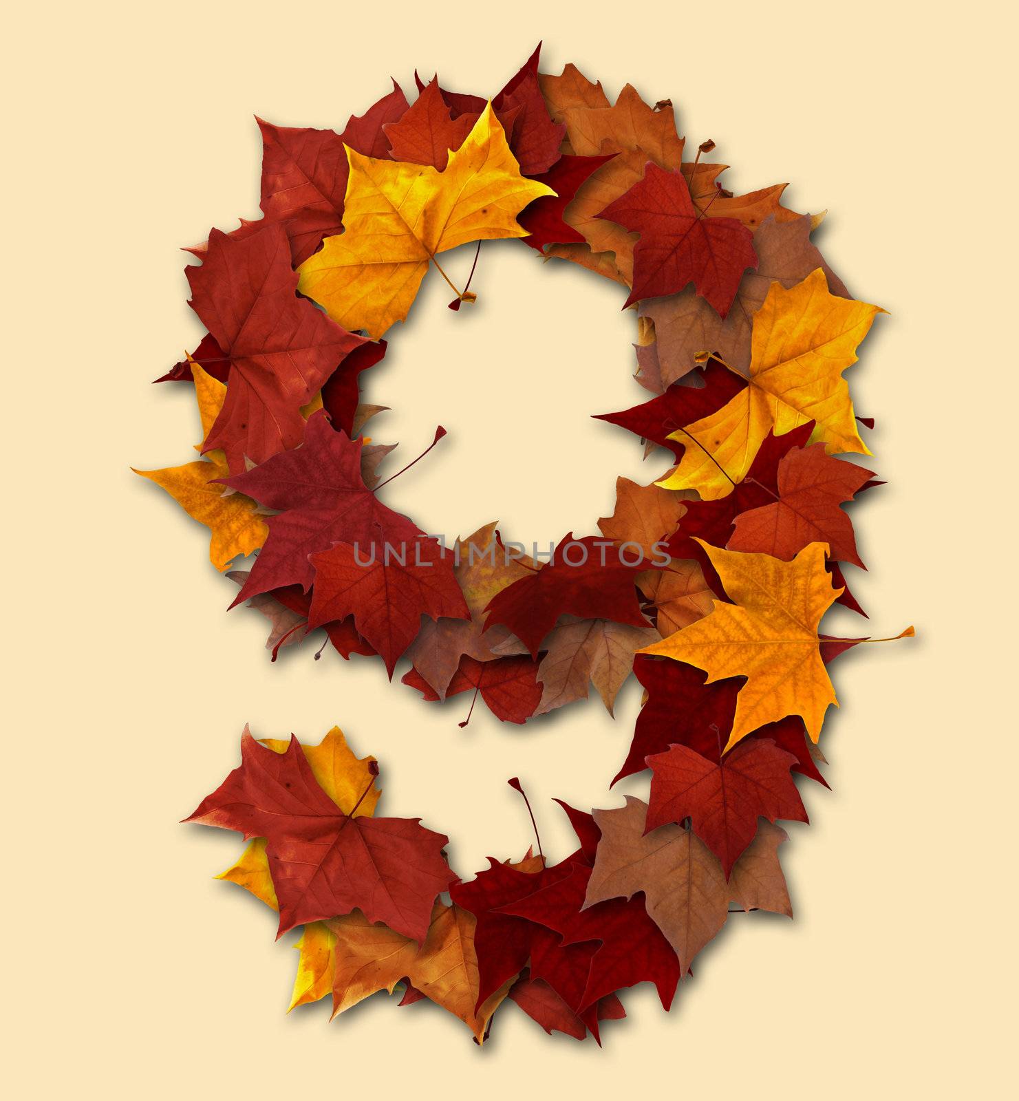 Number 9 drop shadow made with autumn leaves Isolated with clipping path, so you can easily cut it out and place over the top of a design. Find others types in our portfolio to compose your own words.