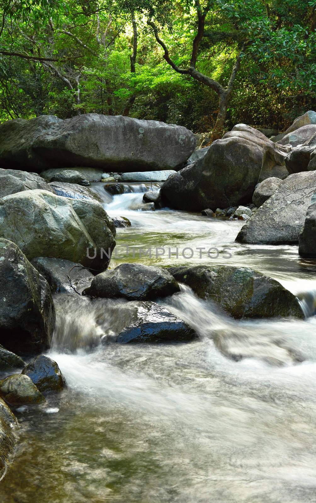 water spring in forest
