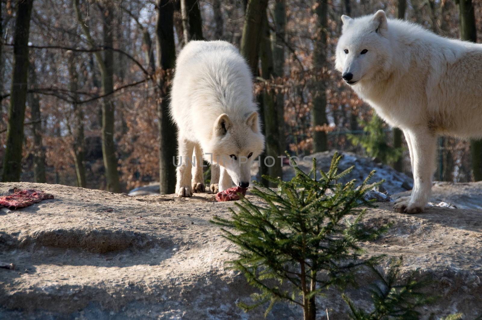 Polar wolf eats .  by murysia