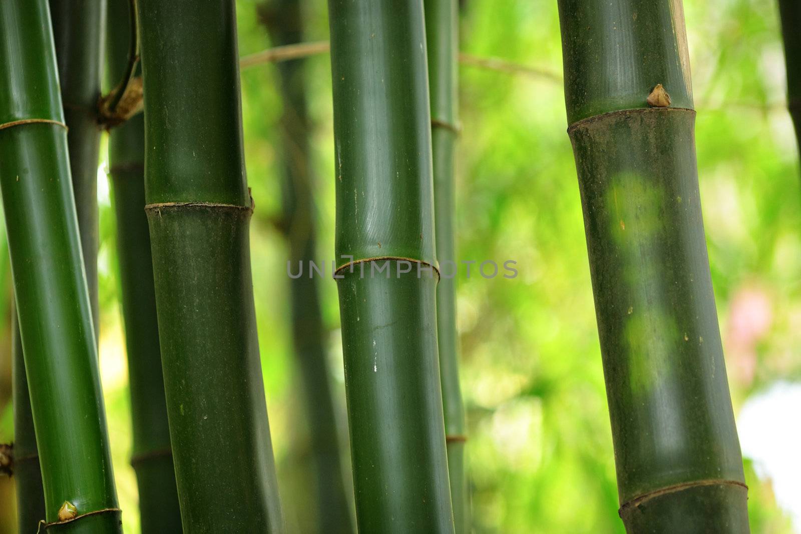 bamboo