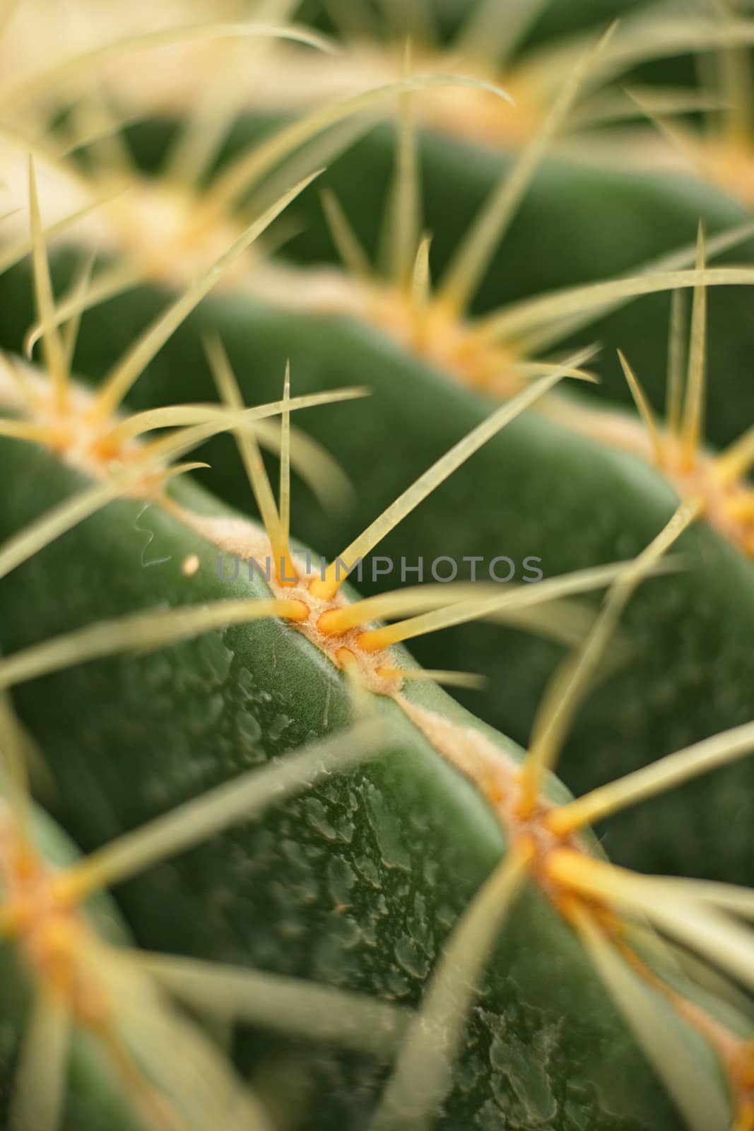 cactus close up