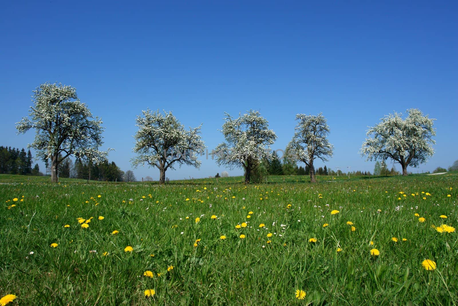 a Close up of a summer landscape