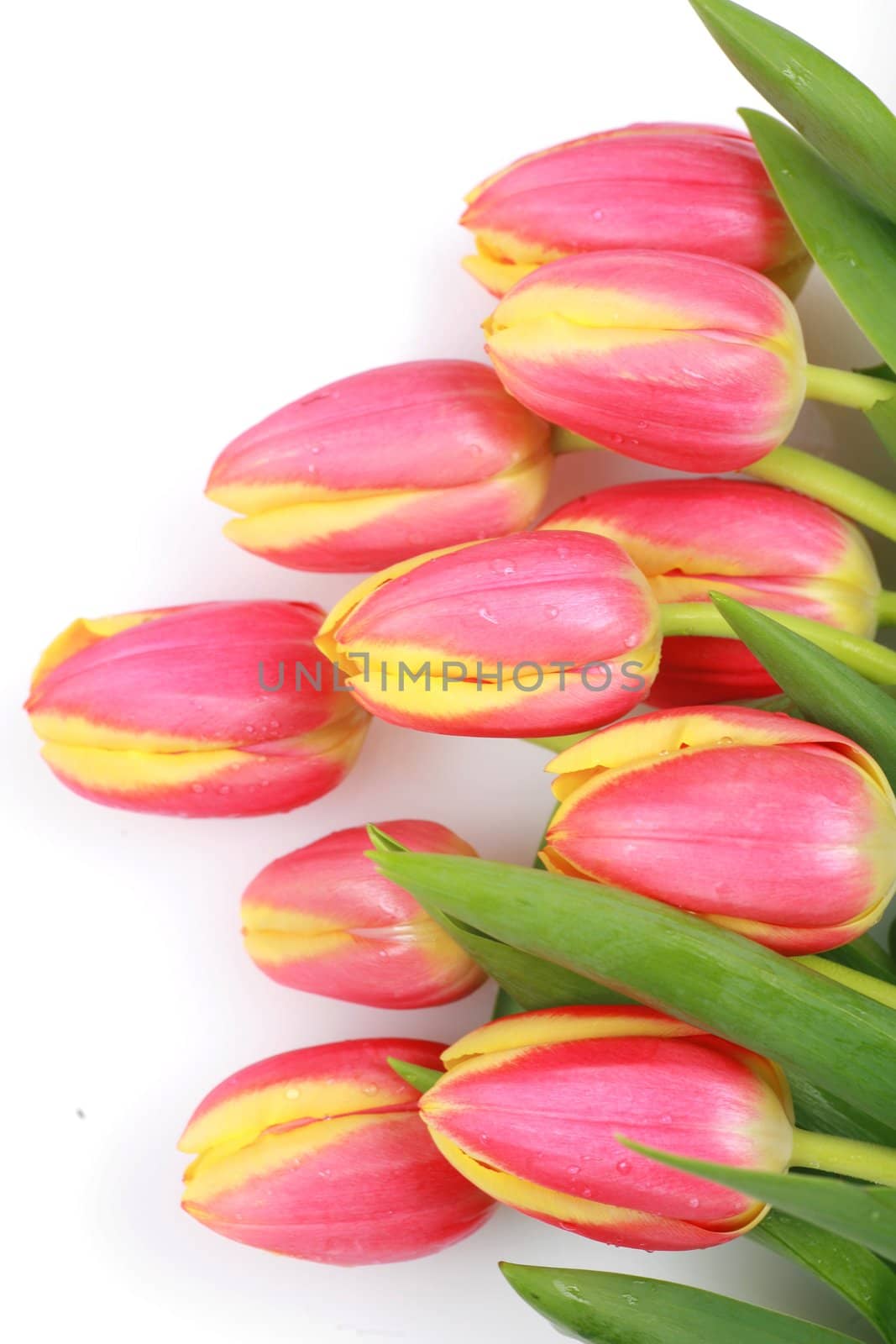 Tulips isolated on a white and background