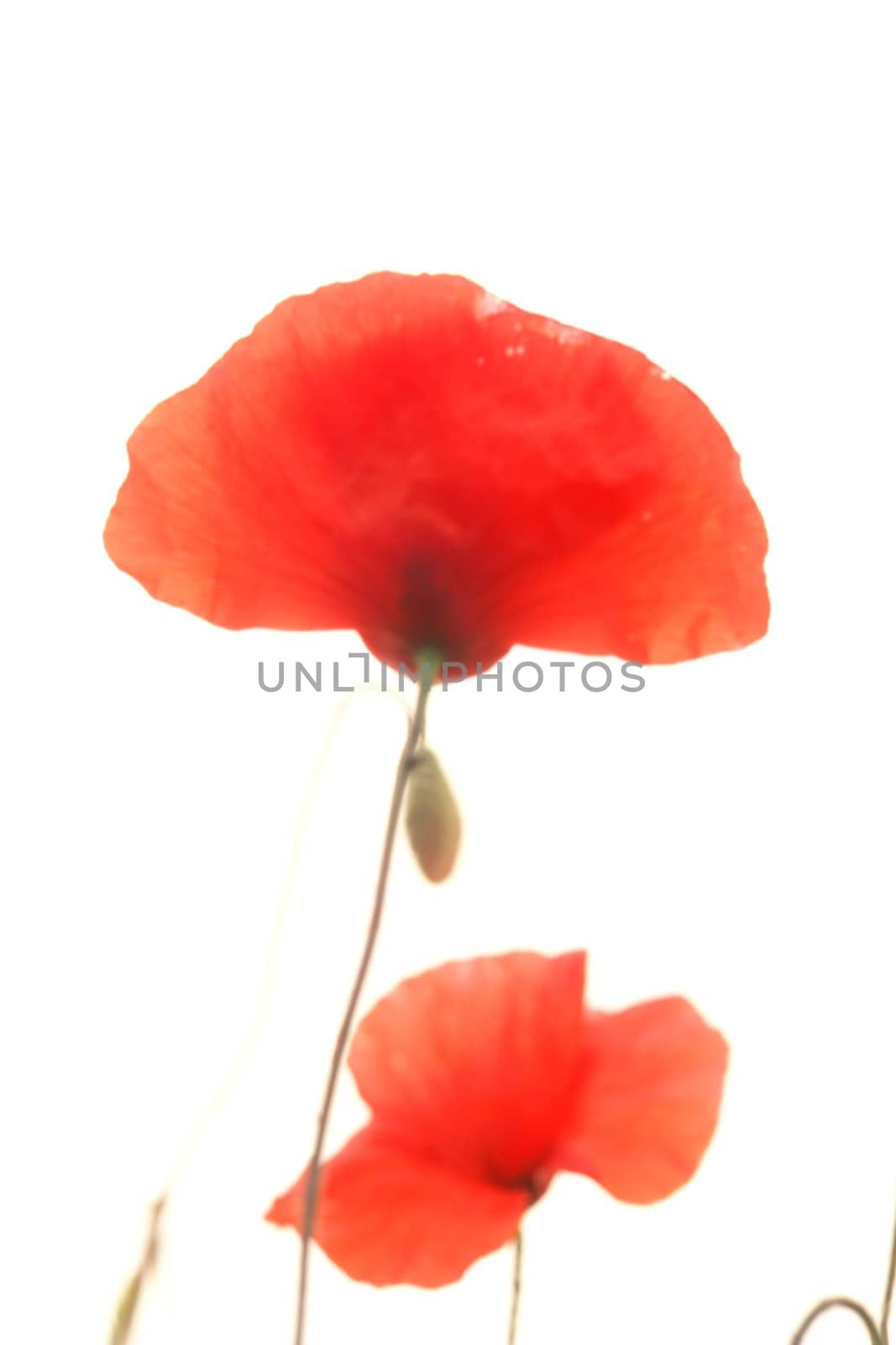 red poppies isolated on a white background