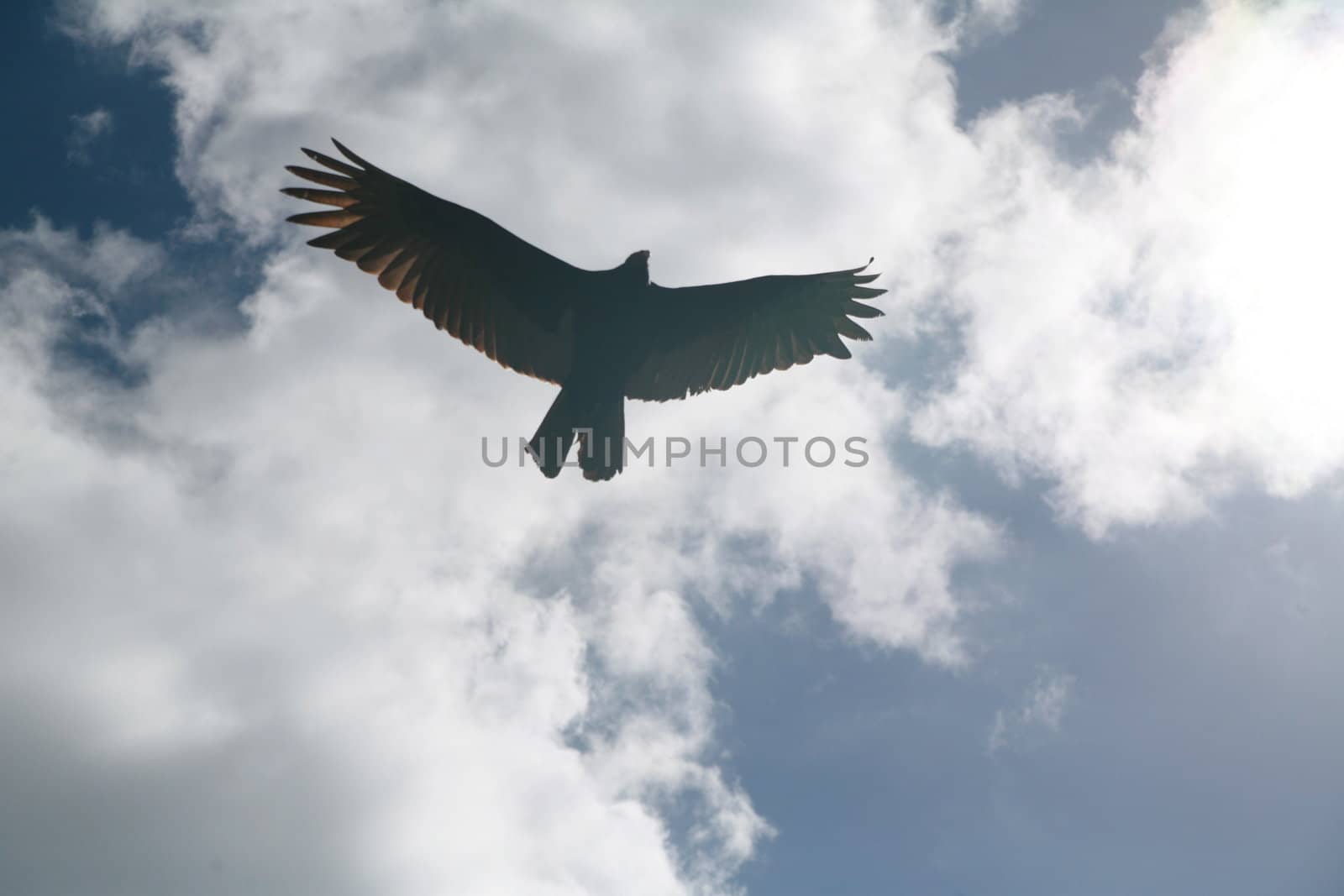 Picture of a flying eagle infront of wonderfull clouds