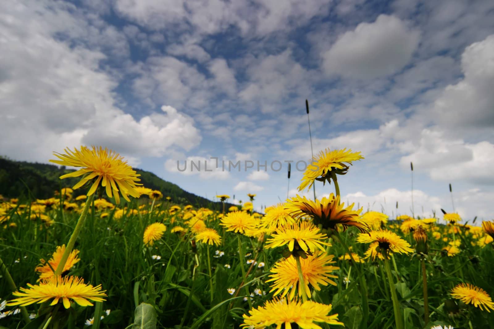 Springflowers in a Field shallow DOF against sky